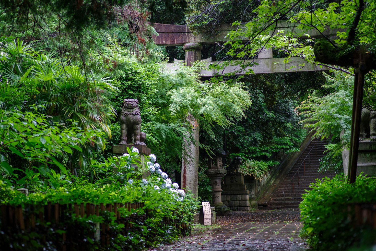 郁郁葱葱的花园中鸟居和石像的风景