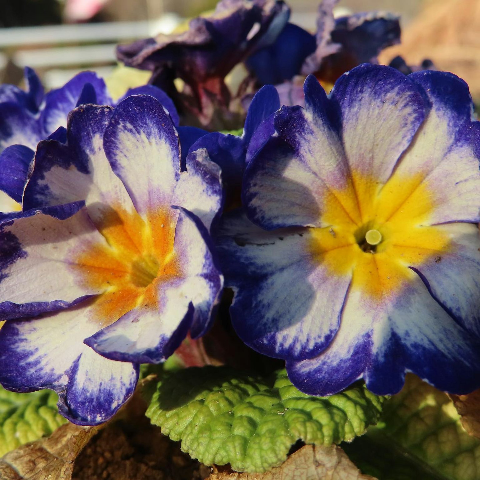 Gros plan sur des fleurs de primevère violettes et jaunes vibrantes