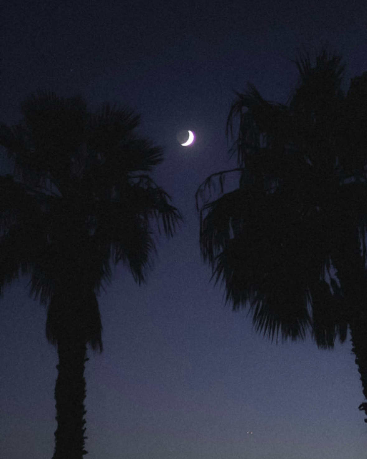 夜空に浮かぶ月とヤシの木のシルエット