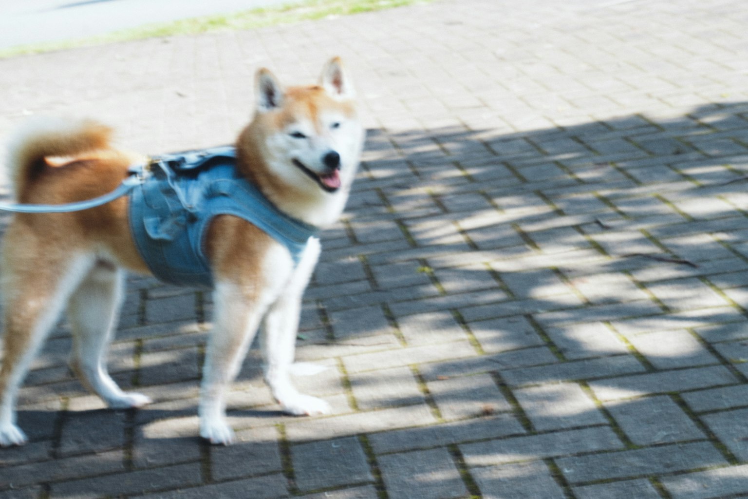 Shiba Inu con arnés azul de pie en un camino
