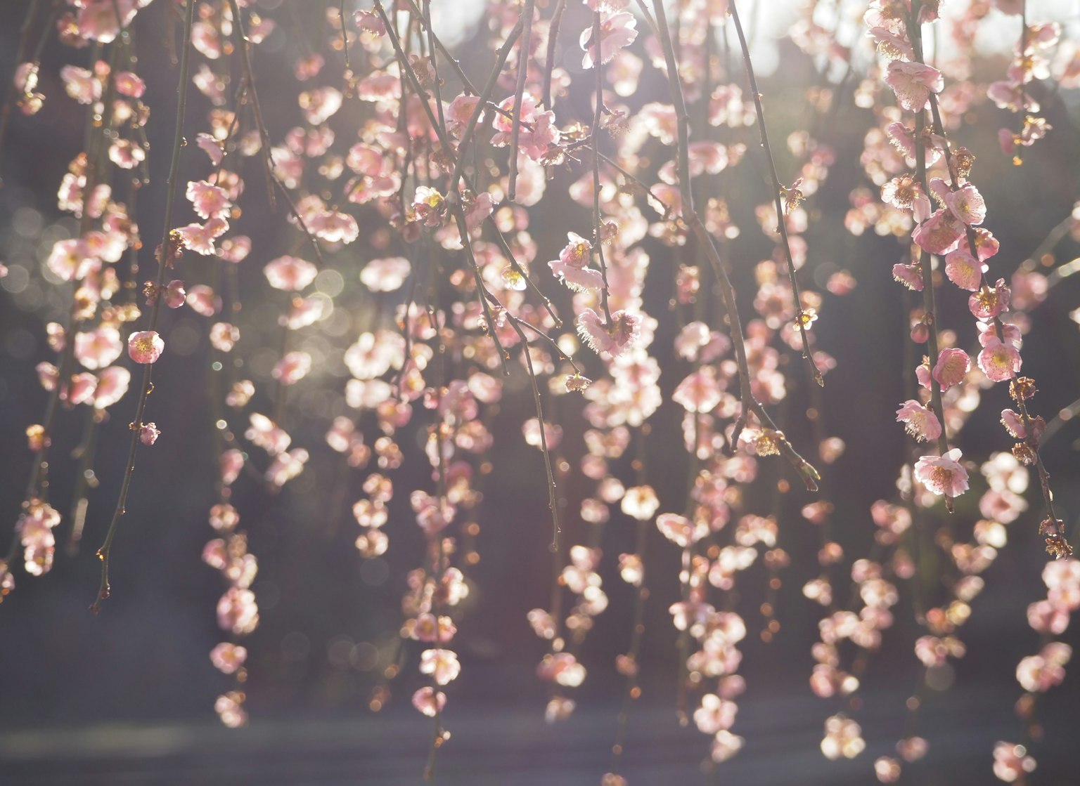 Delicate pink flowers hanging gracefully in soft sunlight
