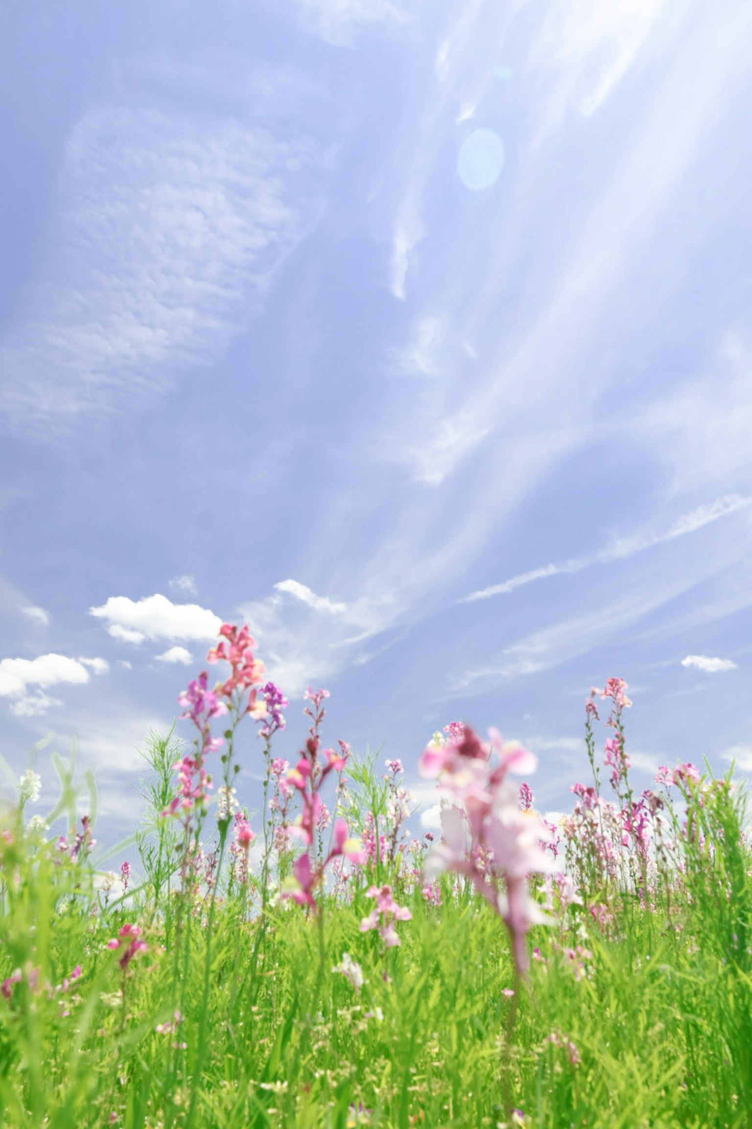 Landschaft mit rosa Blumen und grünem Gras unter blauem Himmel