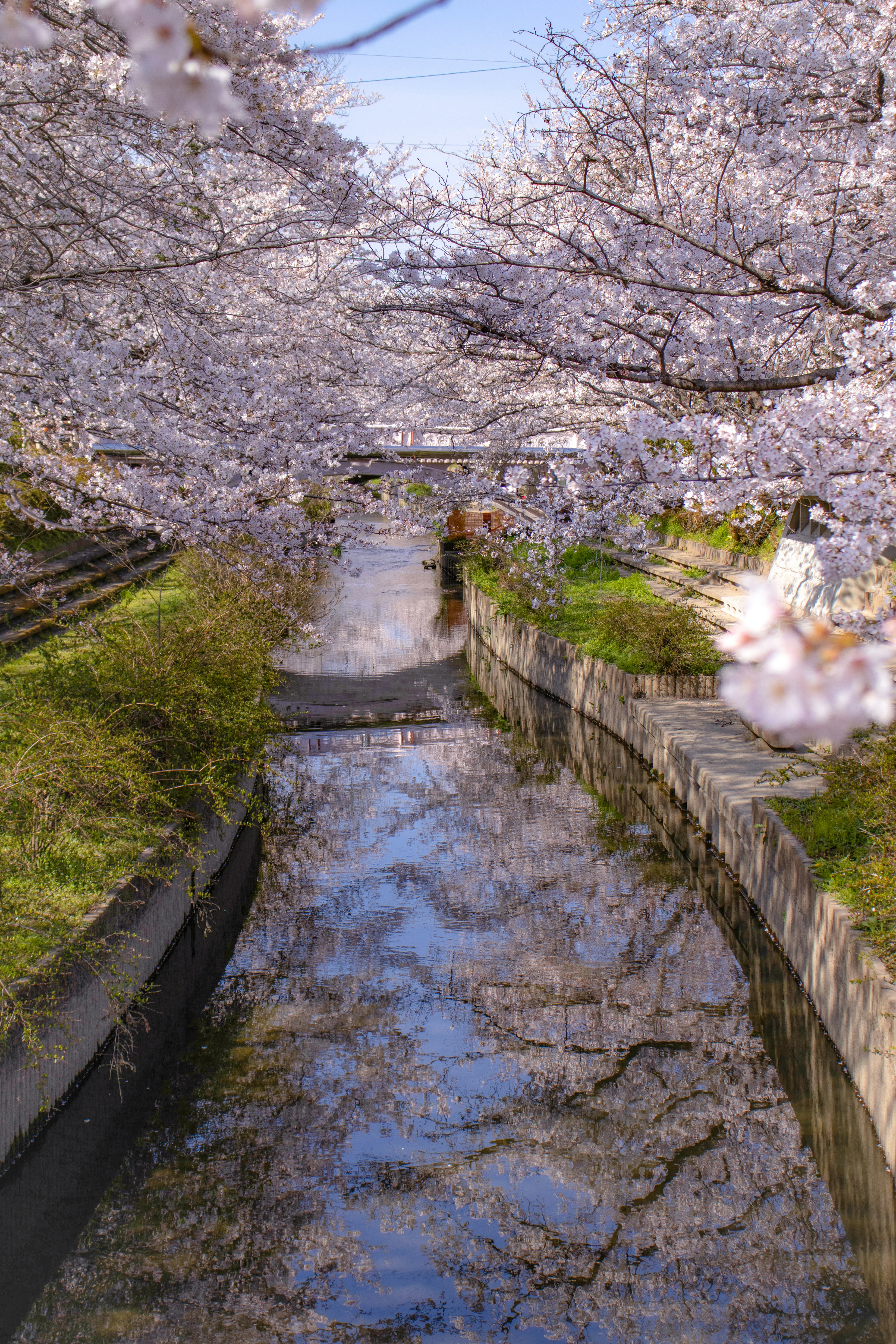 桜並木の小川と石積みの小道