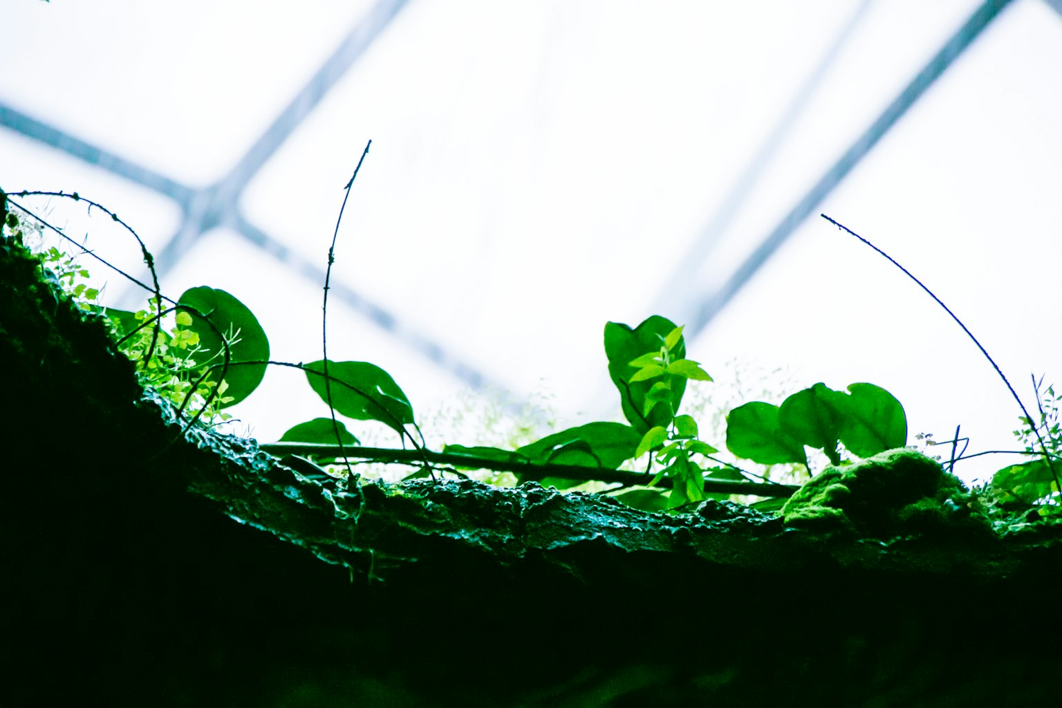 Plantas verdes exuberantes creciendo en un ambiente brillante con vista al cielo