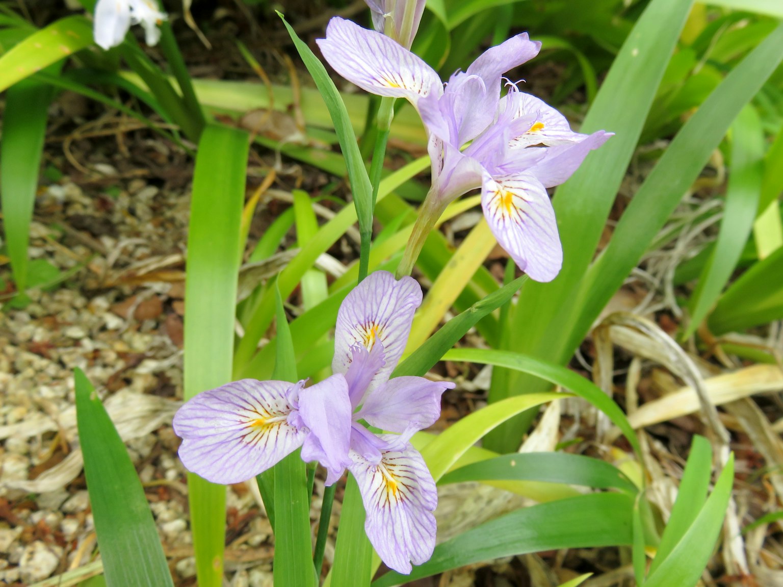 Nahaufnahme einer Pflanze mit lila Blumen
