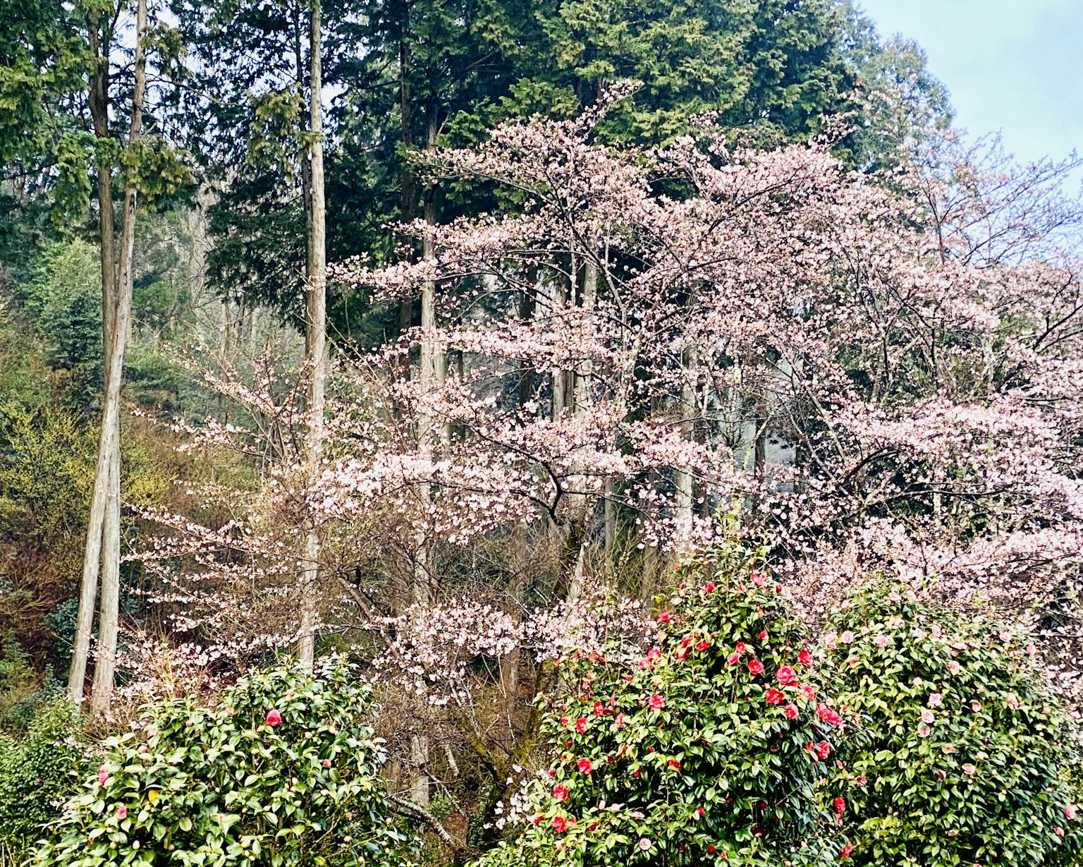 Beautiful landscape with cherry blossom trees and green shrubs