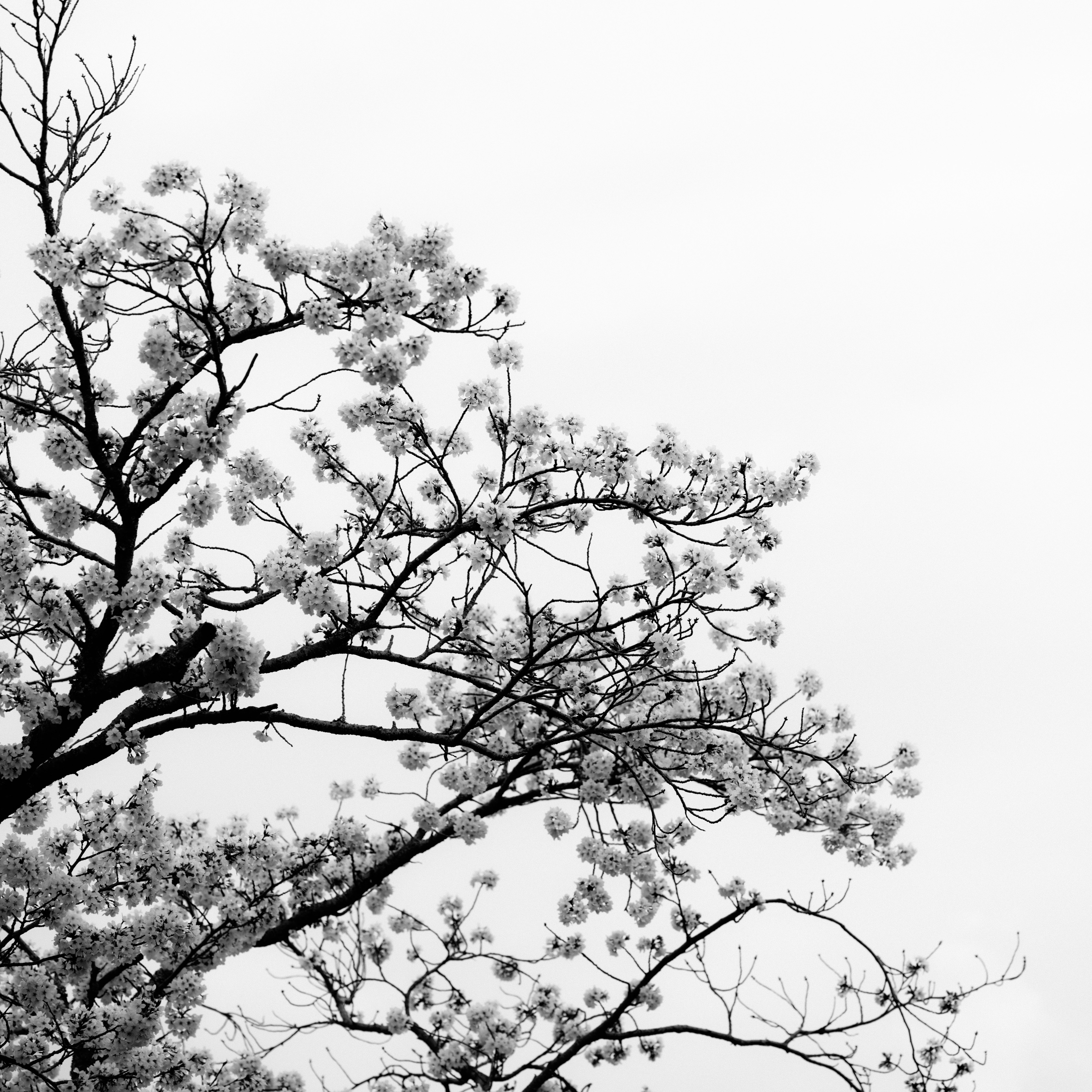 白い空に枝いっぱいの満開の花
