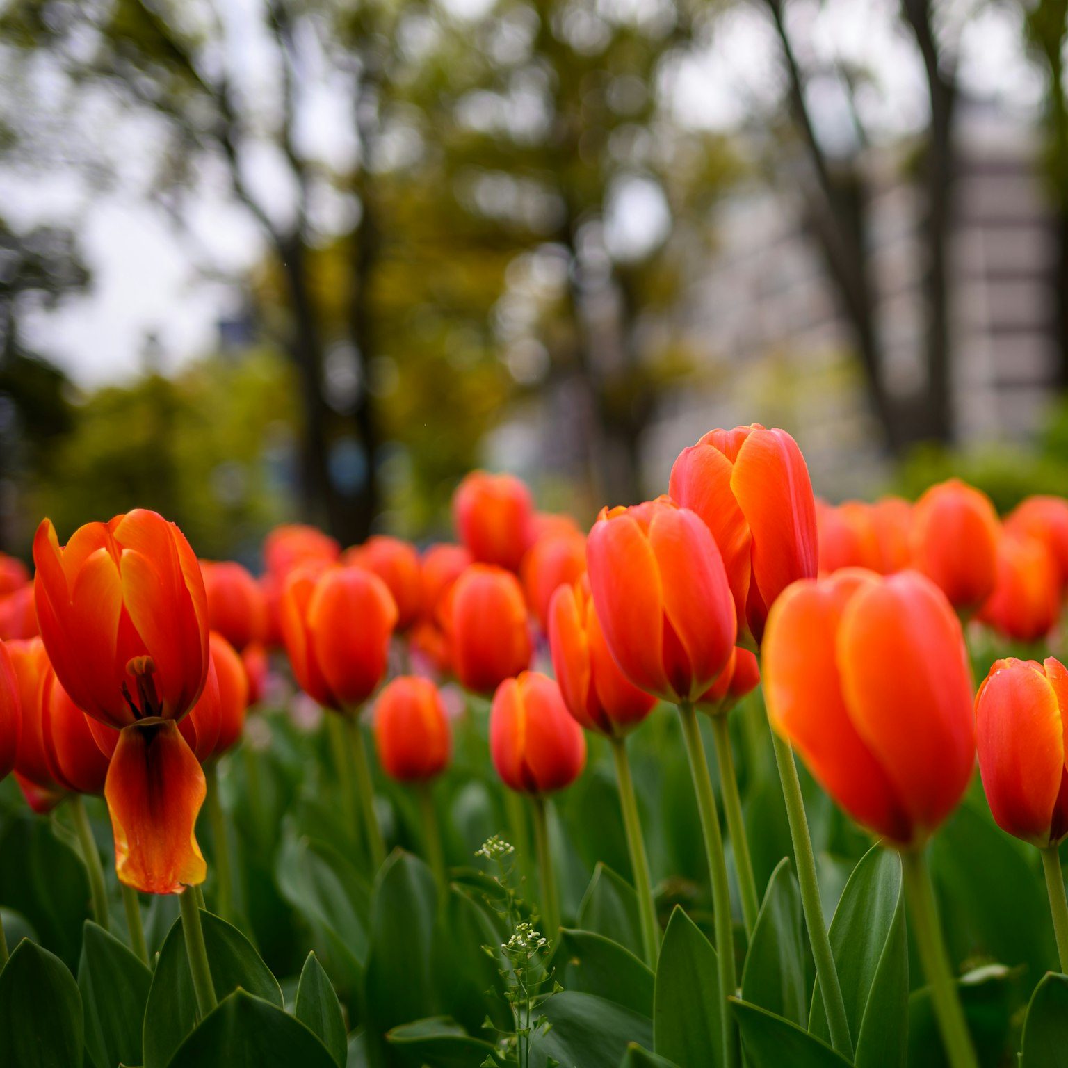 Tulipanes naranjas vibrantes floreciendo en un parque