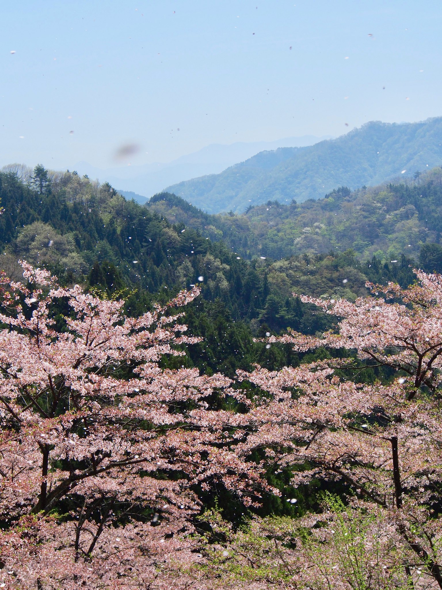 山中盛开的樱花美景