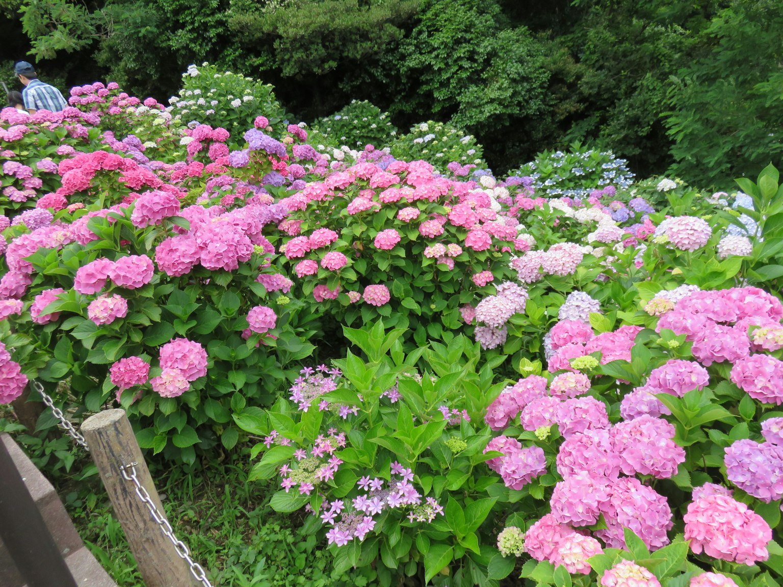 การแสดงออกที่สดใสของดอกไฮเดรนเยียในเฉดสีต่างๆ เบ่งบานอยู่ข้างหลังสีเขียว