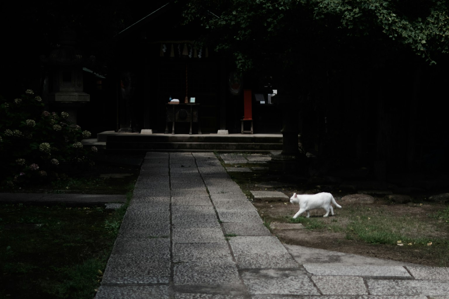 Eine weiße Katze, die auf einem Steinweg in einem dunklen Schrein-Hintergrund läuft