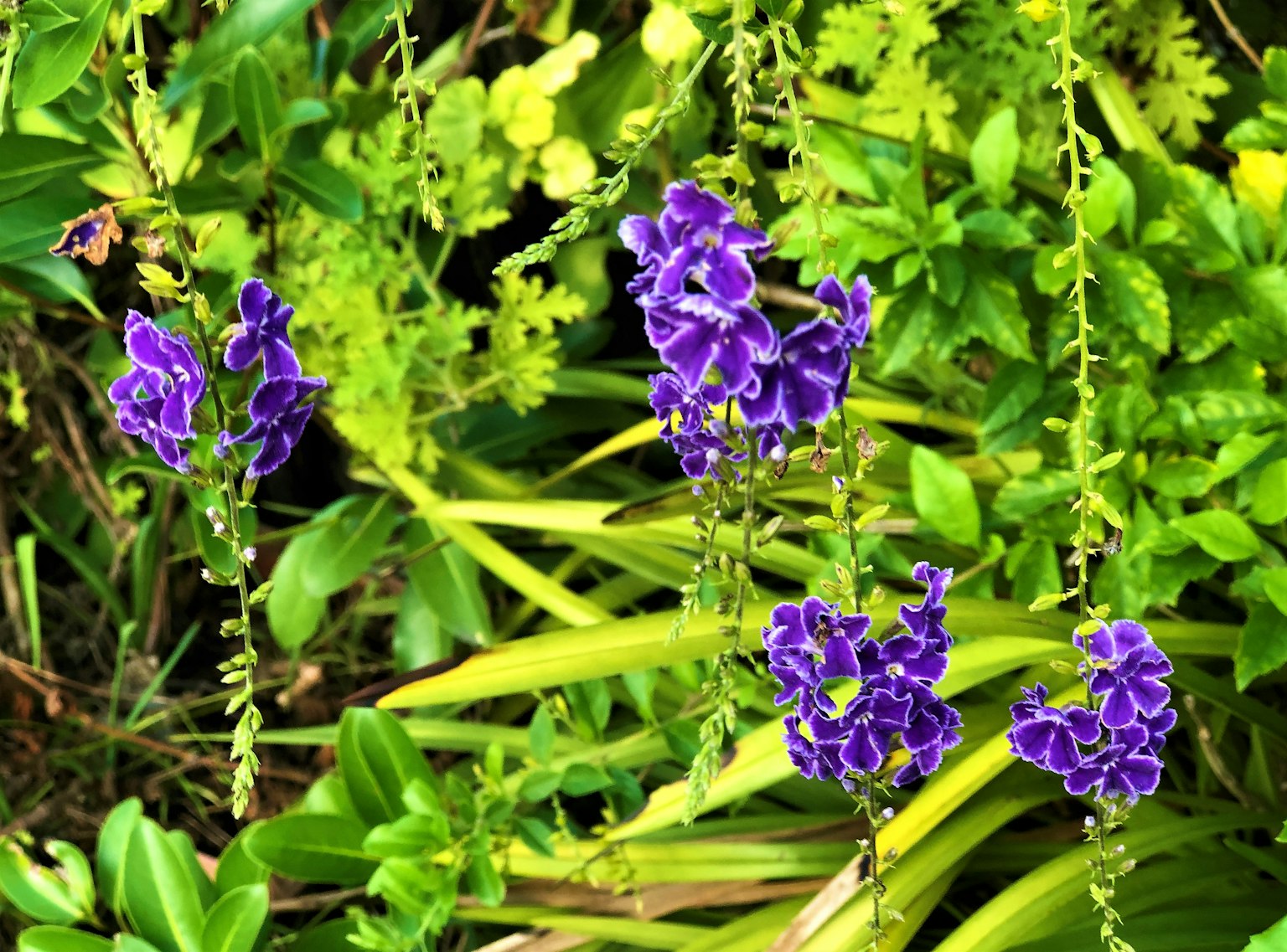 Fleurs violettes parmi un feuillage vert luxuriant