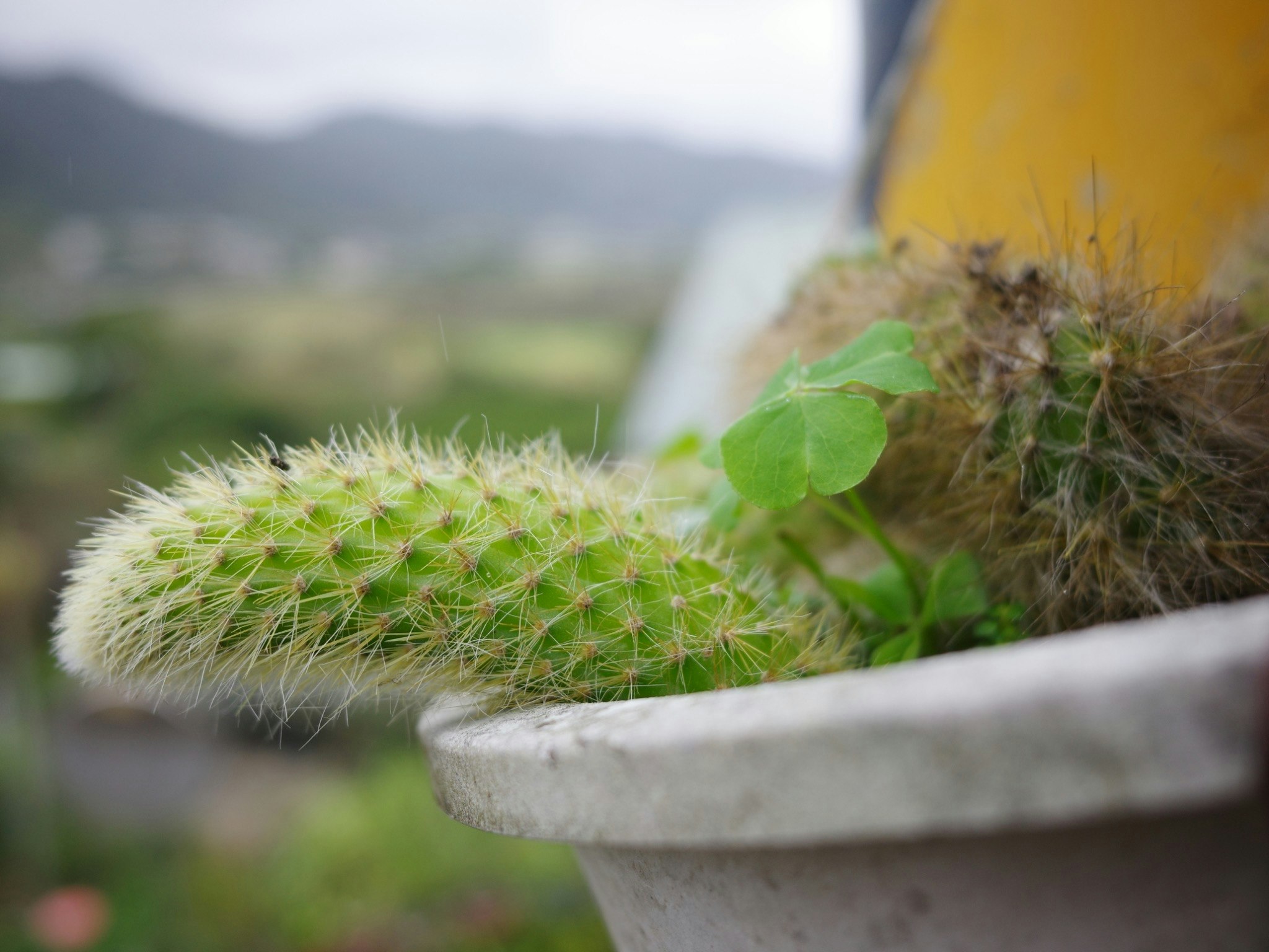 鉢植えのサボテンと緑の小さな芽のあるテラス風景