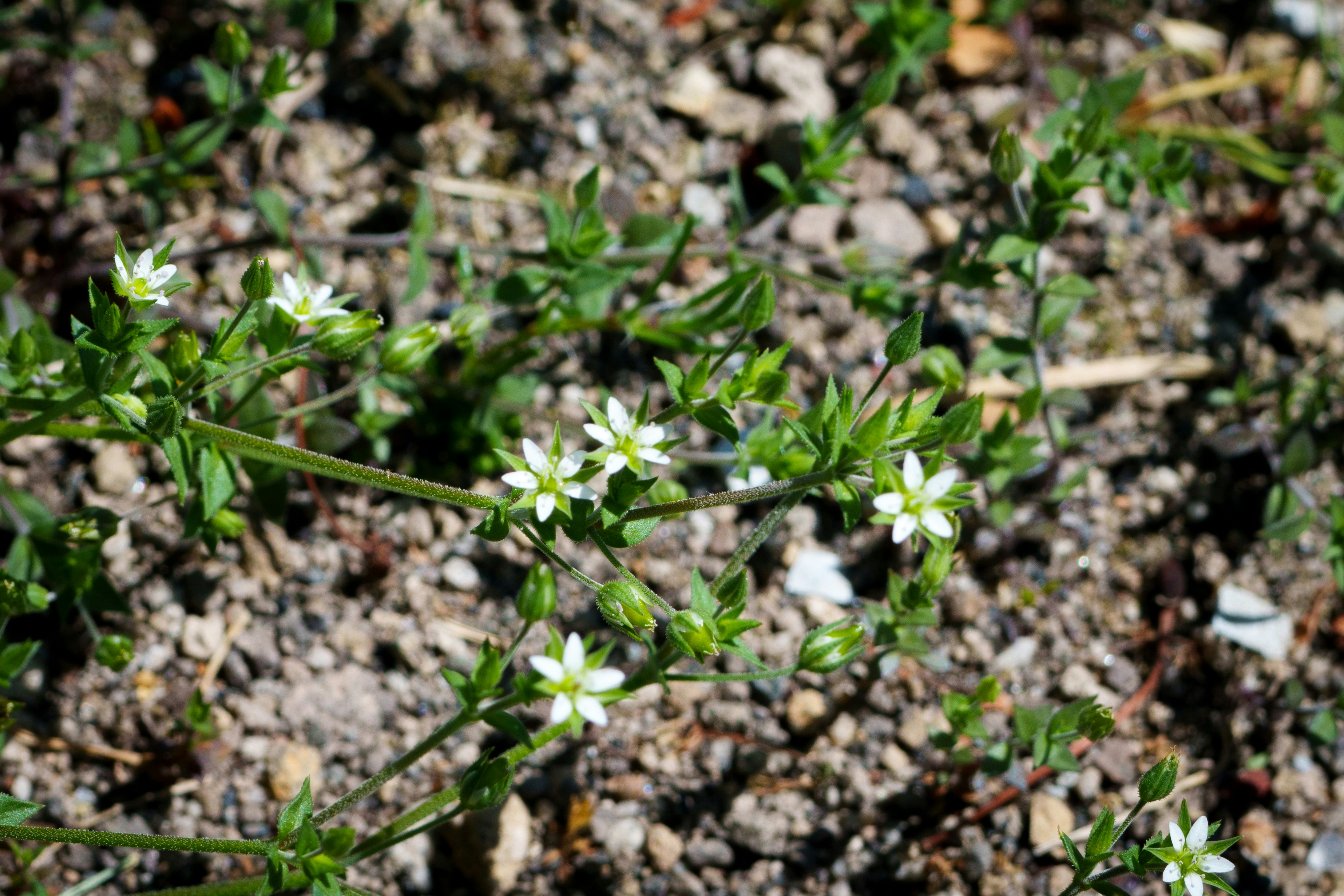 piccoli fiori bianchi che crescono tra ghiaia e erba