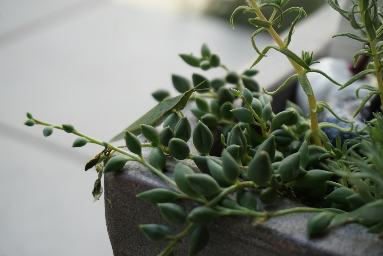 多肉植物的特写，绿色叶子在花盆中