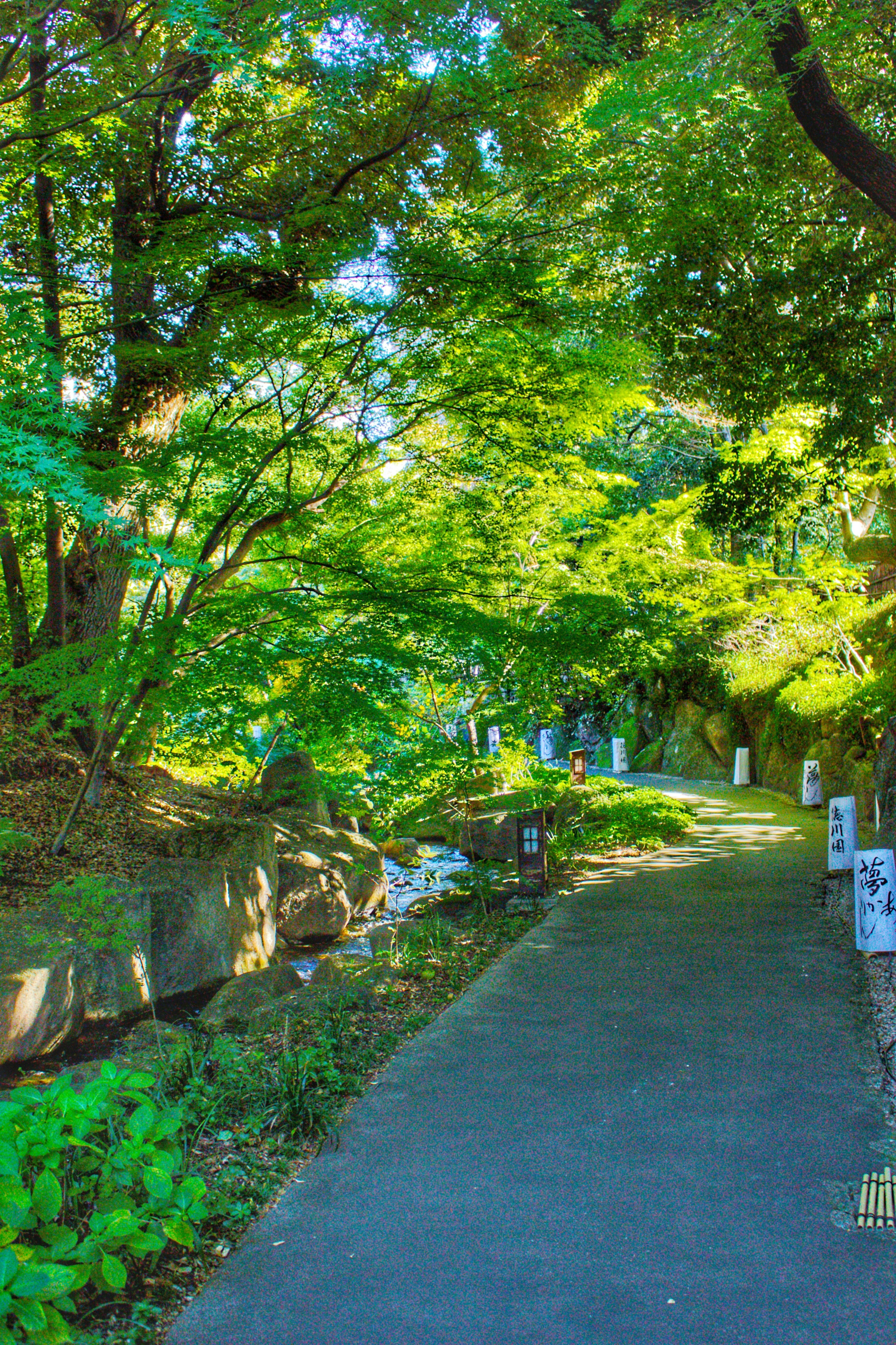 緑道沿いの木々と小川のある散策路
