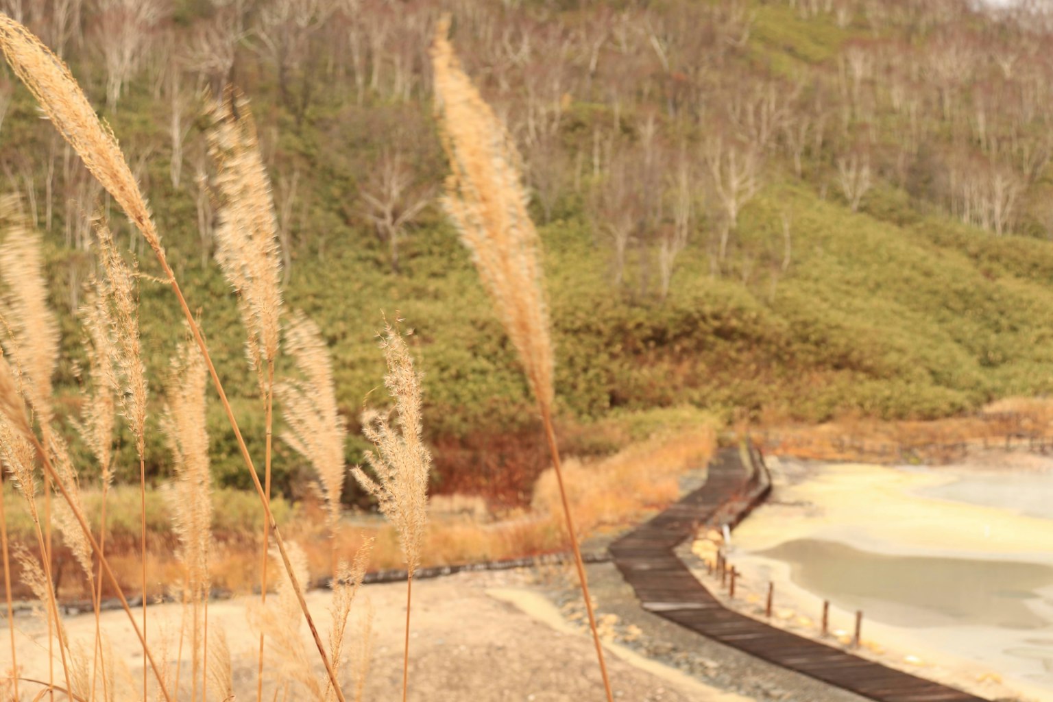 Paysage serein avec plage et prairie Chemin le long du rivage