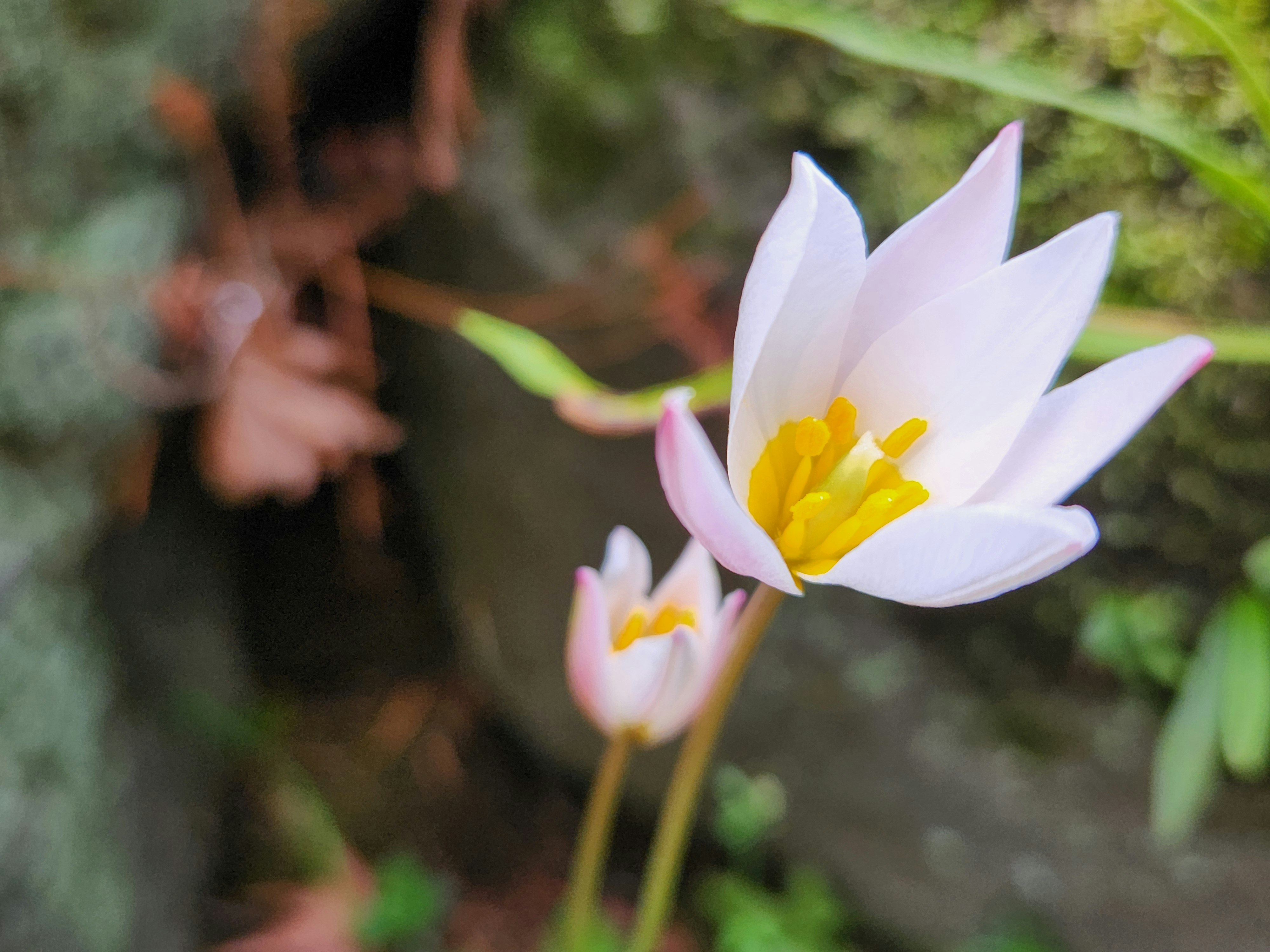 里山の春に咲く白いチューリップの花とピンクの花