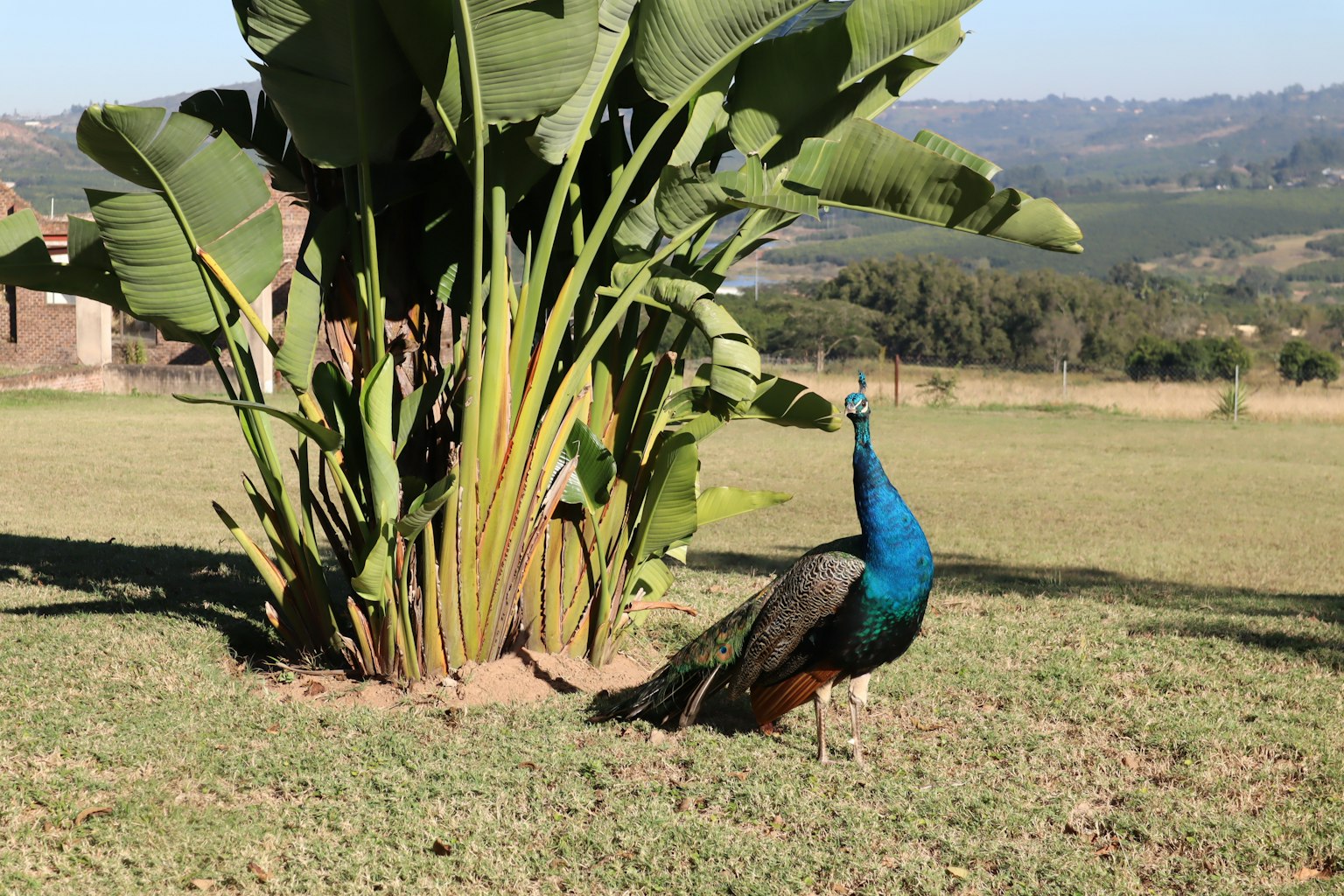 Un pavone blu in piedi vicino a una grande pianta fogliosa