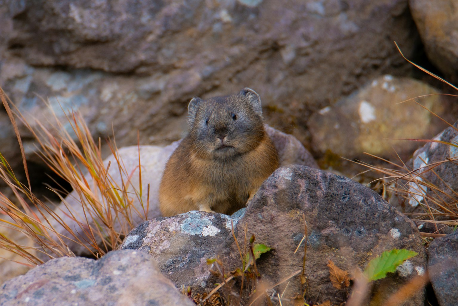 Young marmot peeking from between rocks