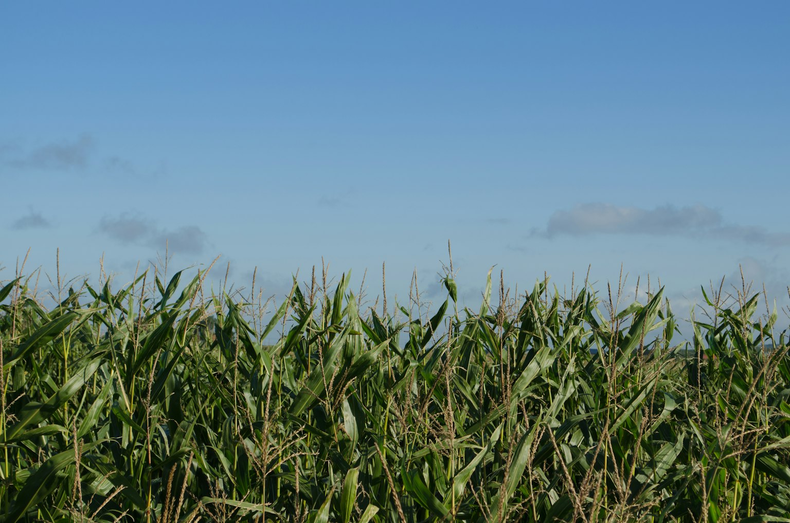Cornfield landscape under a clear blue sky