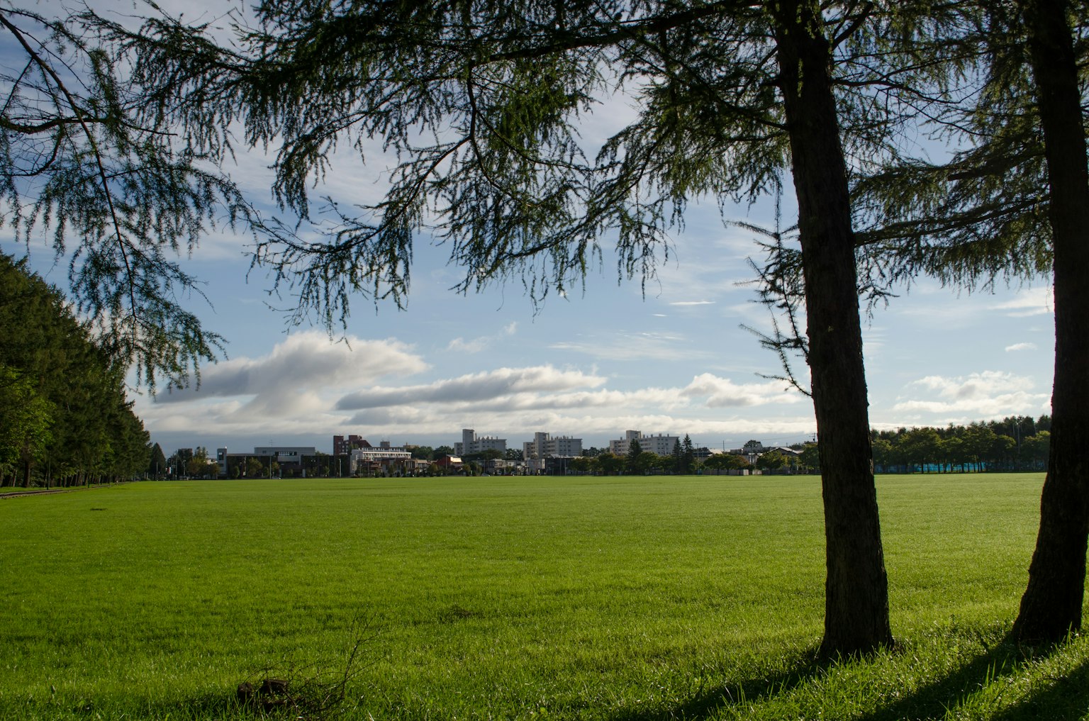 Campo verdeggiante sotto un cielo blu con alberi che incorniciano la vista