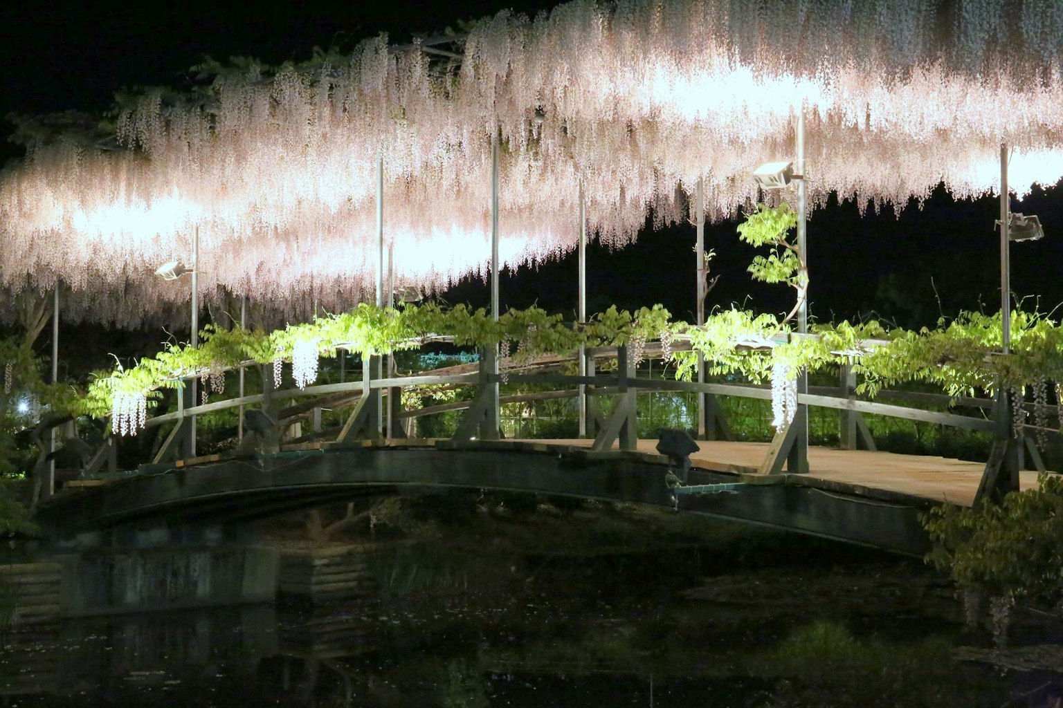 Nachtansicht einer Brücke unter einem beleuchteten Blumenbogen