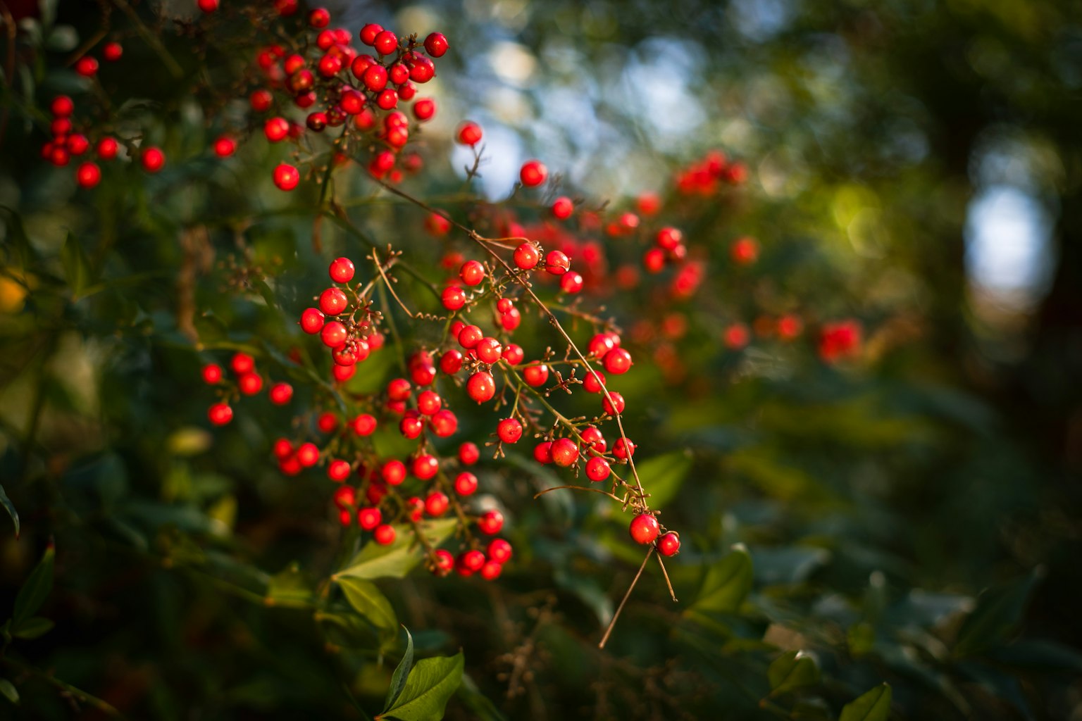 Gros plan de baies rouges brillantes regroupées sur des branches entourées de feuilles vertes