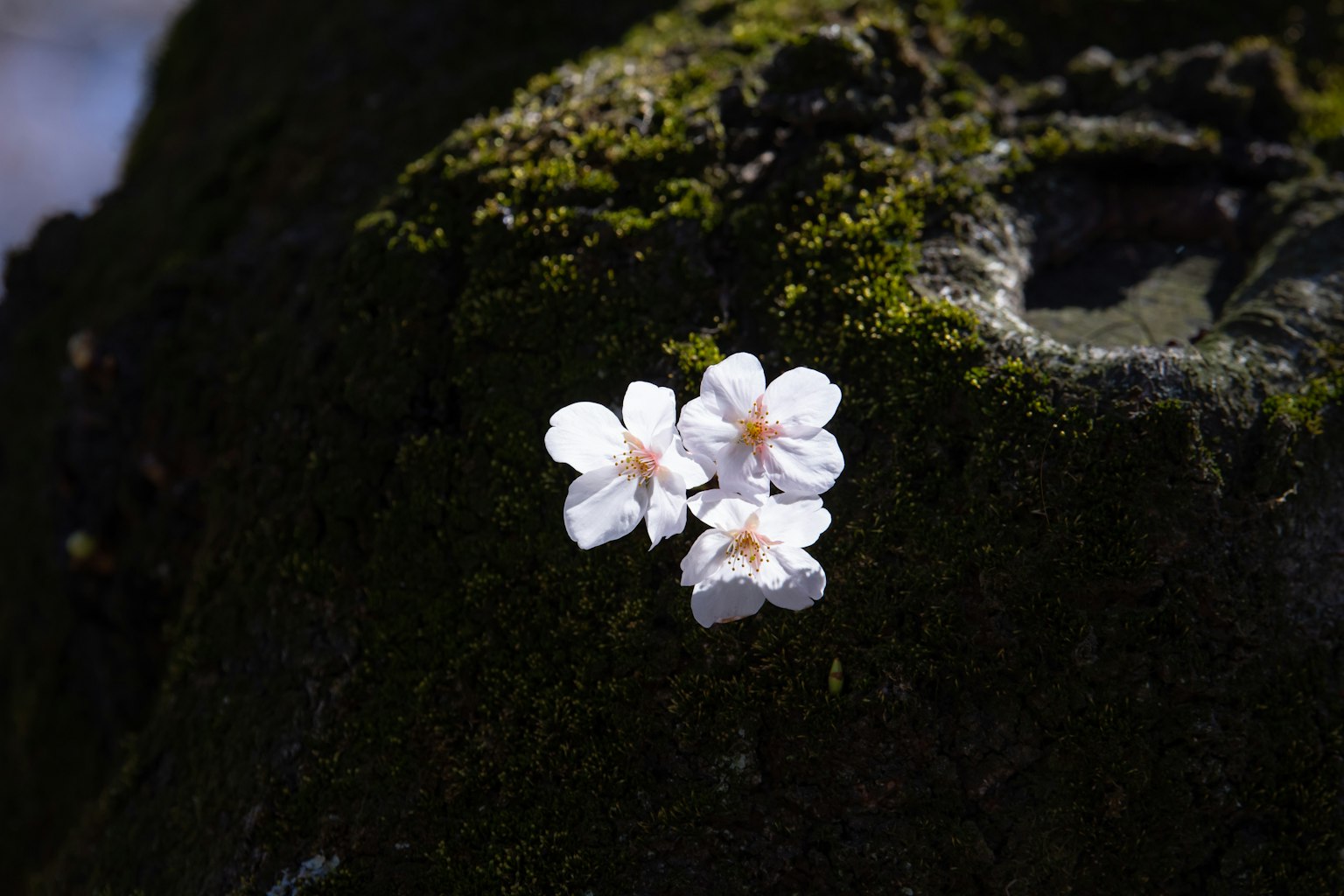 Fleurs de cerisier en fleur sur un tronc d'arbre couvert de mousse