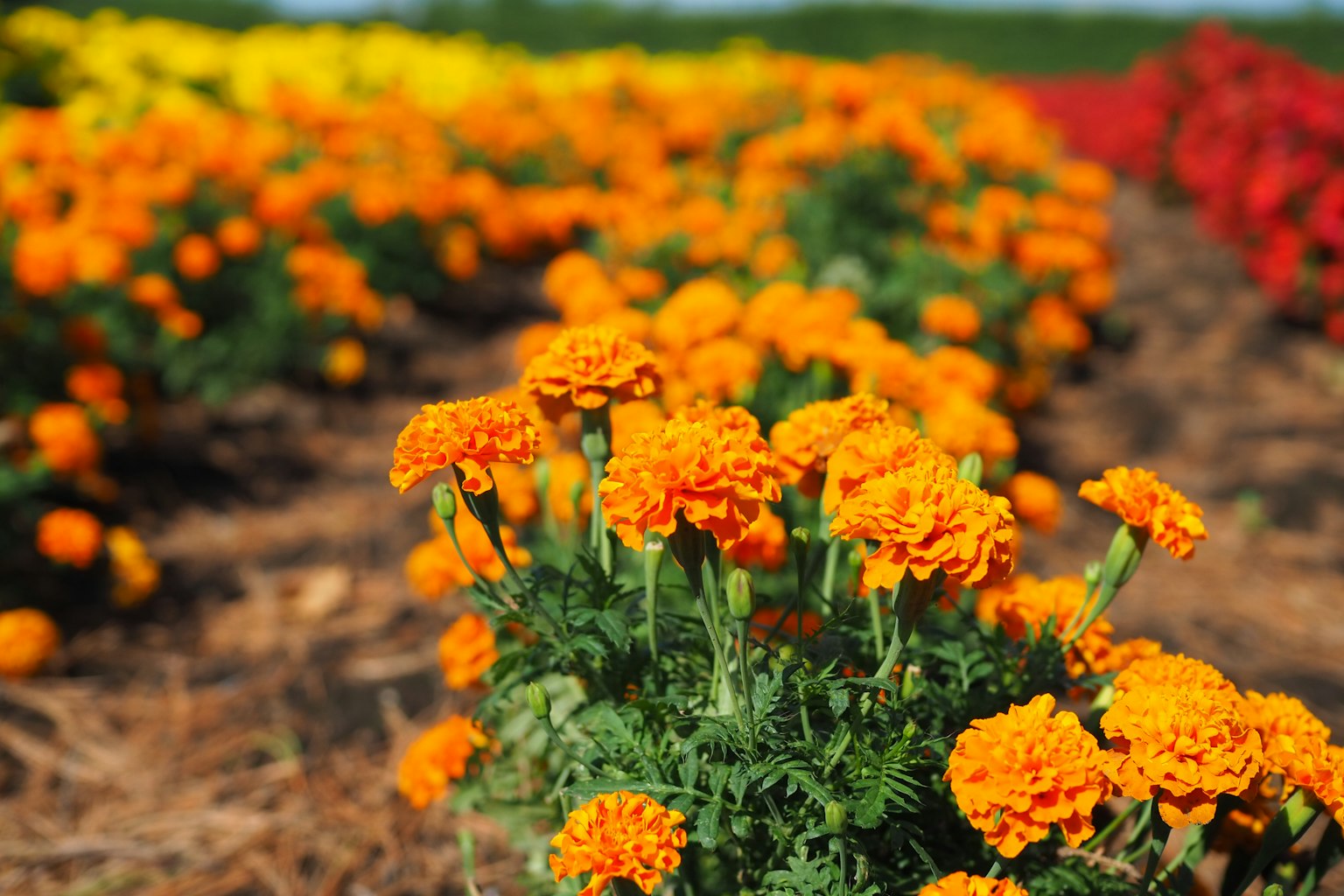 Fleurs de souci orange vif en fleurs dans un champ