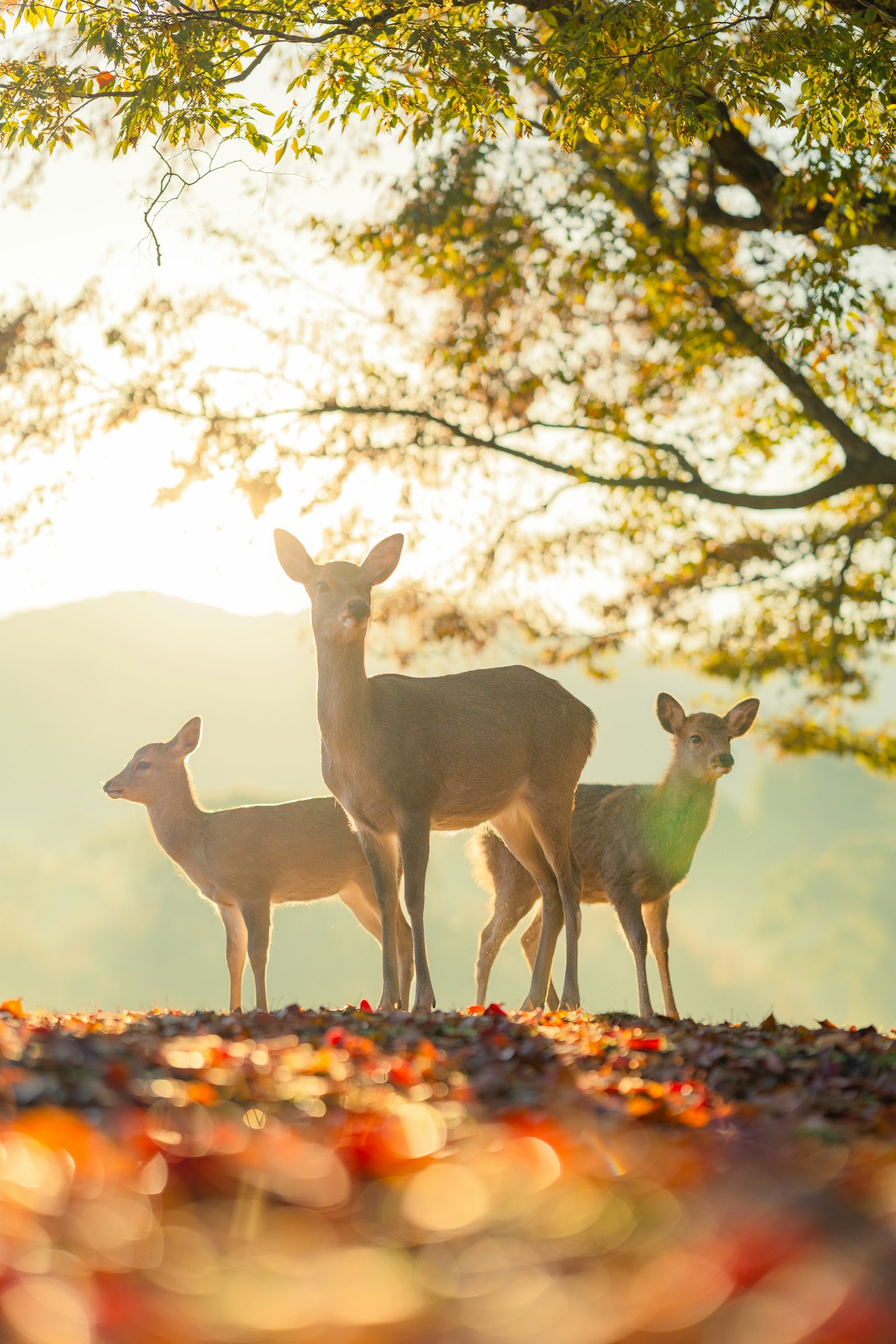 秋の光の中で立つ三頭の鹿と色づいた葉