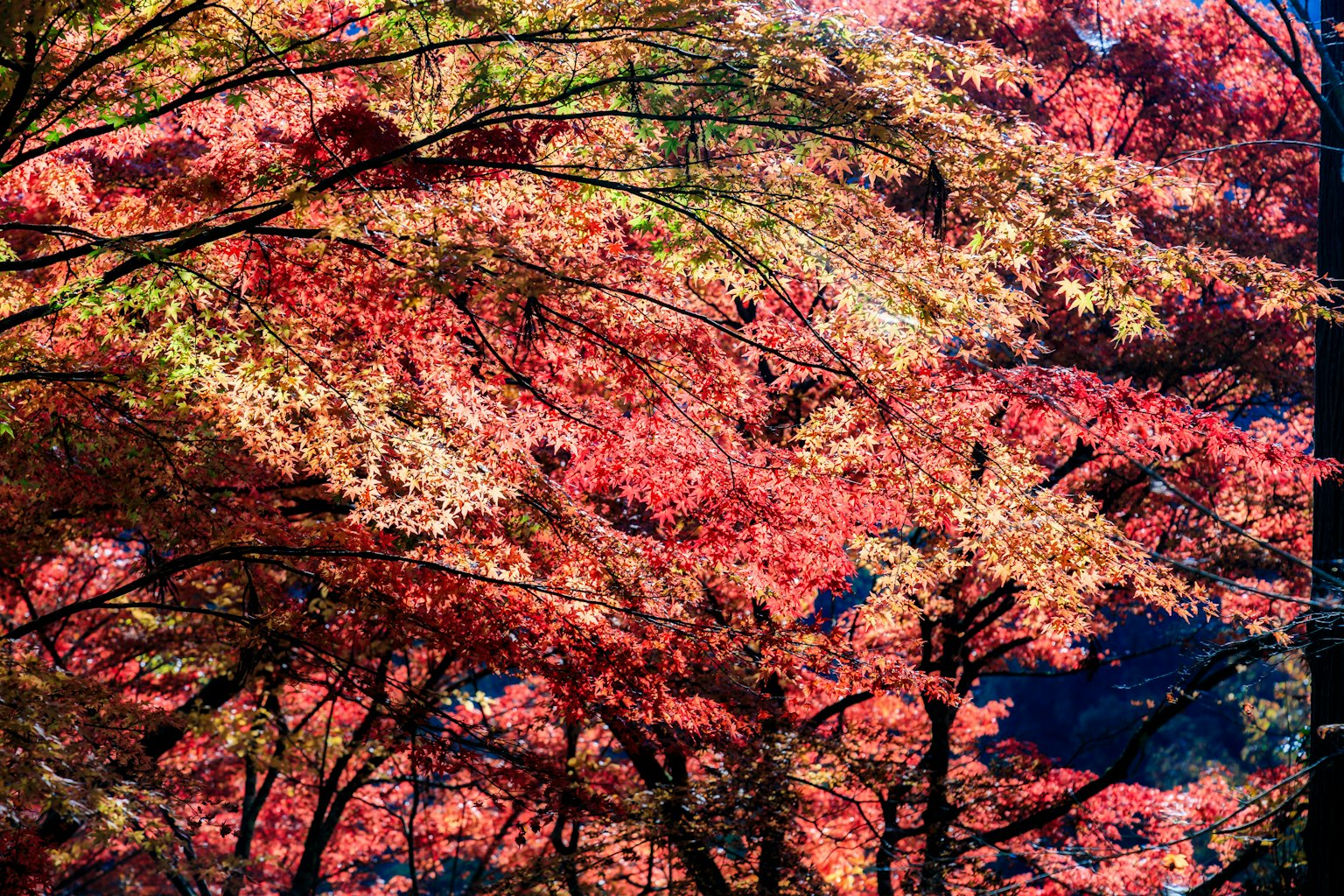 Vibrant autumn foliage with colorful leaves