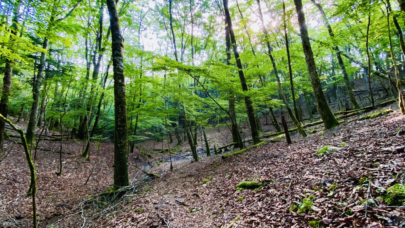 Üppige grüne Waldlandschaft mit sichtbarem blauen Himmel und blattbedecktem Boden