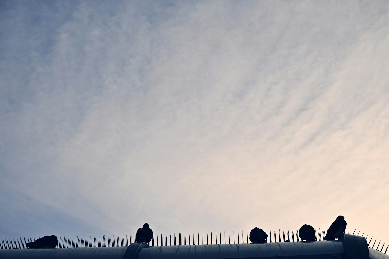 Aves posadas en picos contra un cielo azul degradado