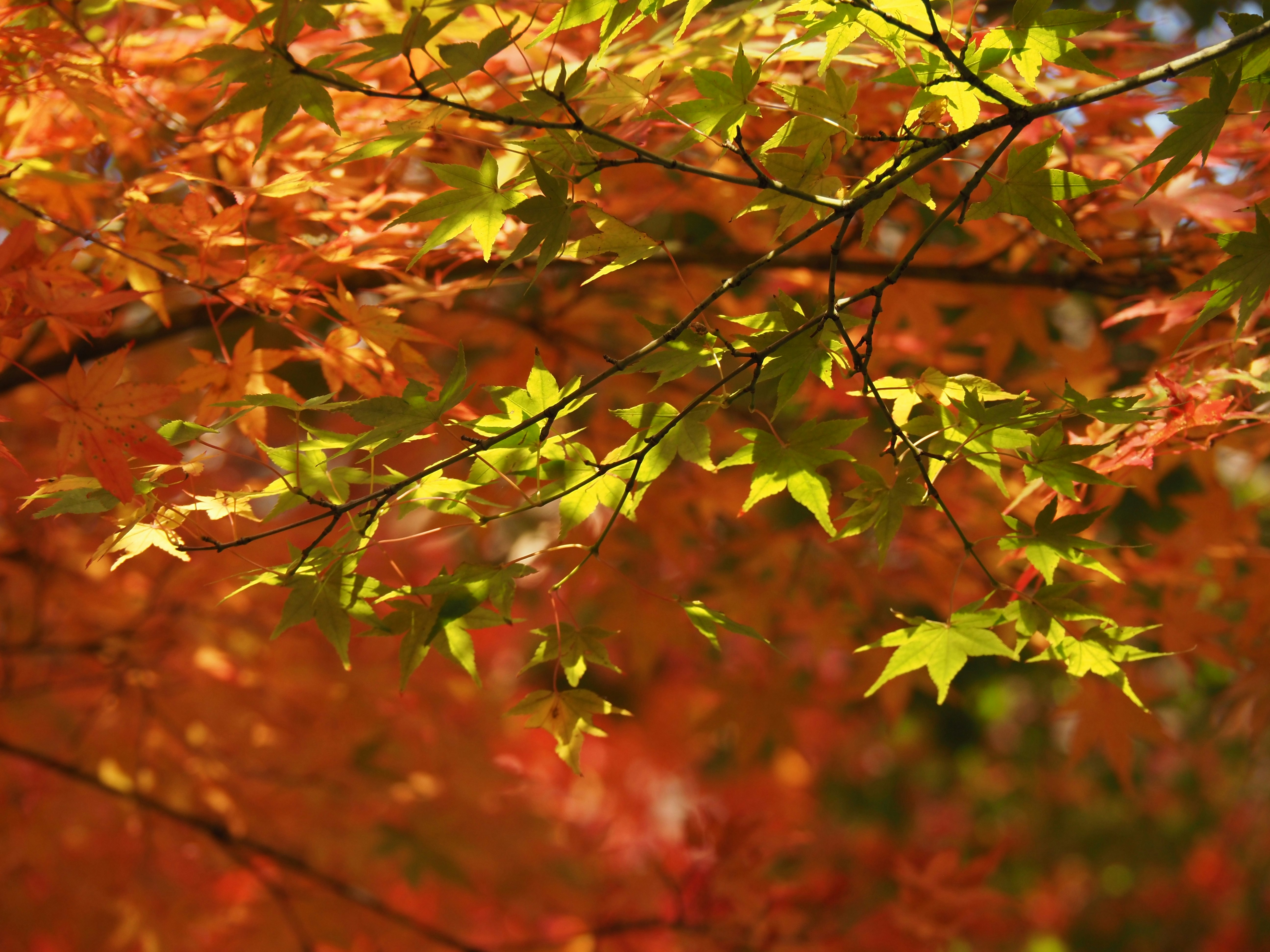 Leuchtend bunte Ahornblätter im Herbst an einem Ast