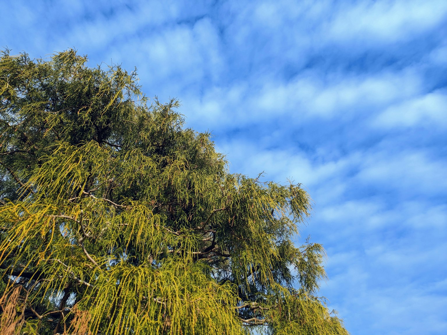 Landschaft mit blauem Himmel und grünen Baumzweigen