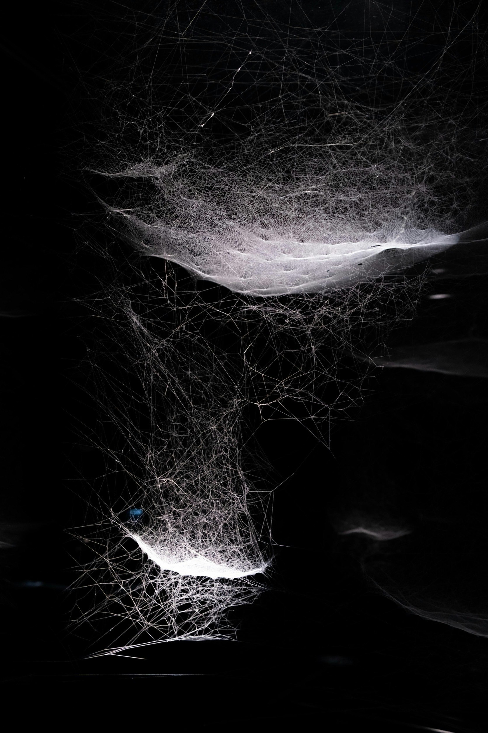 黒背景に浮かぶ蜘蛛の巣コスモスの特別展示の幻想的な光の線