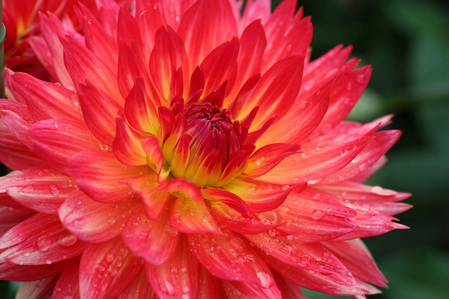 Beautiful red dahlia flower with vibrant red and yellow gradient petals