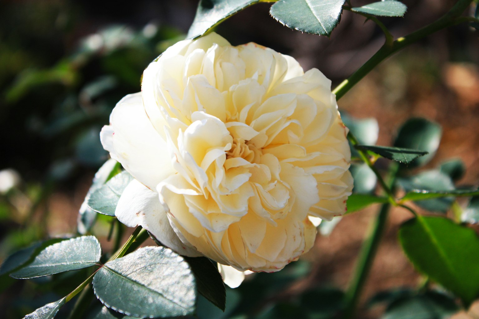 Cremige weiße Rosenblüte mit grünen Blättern