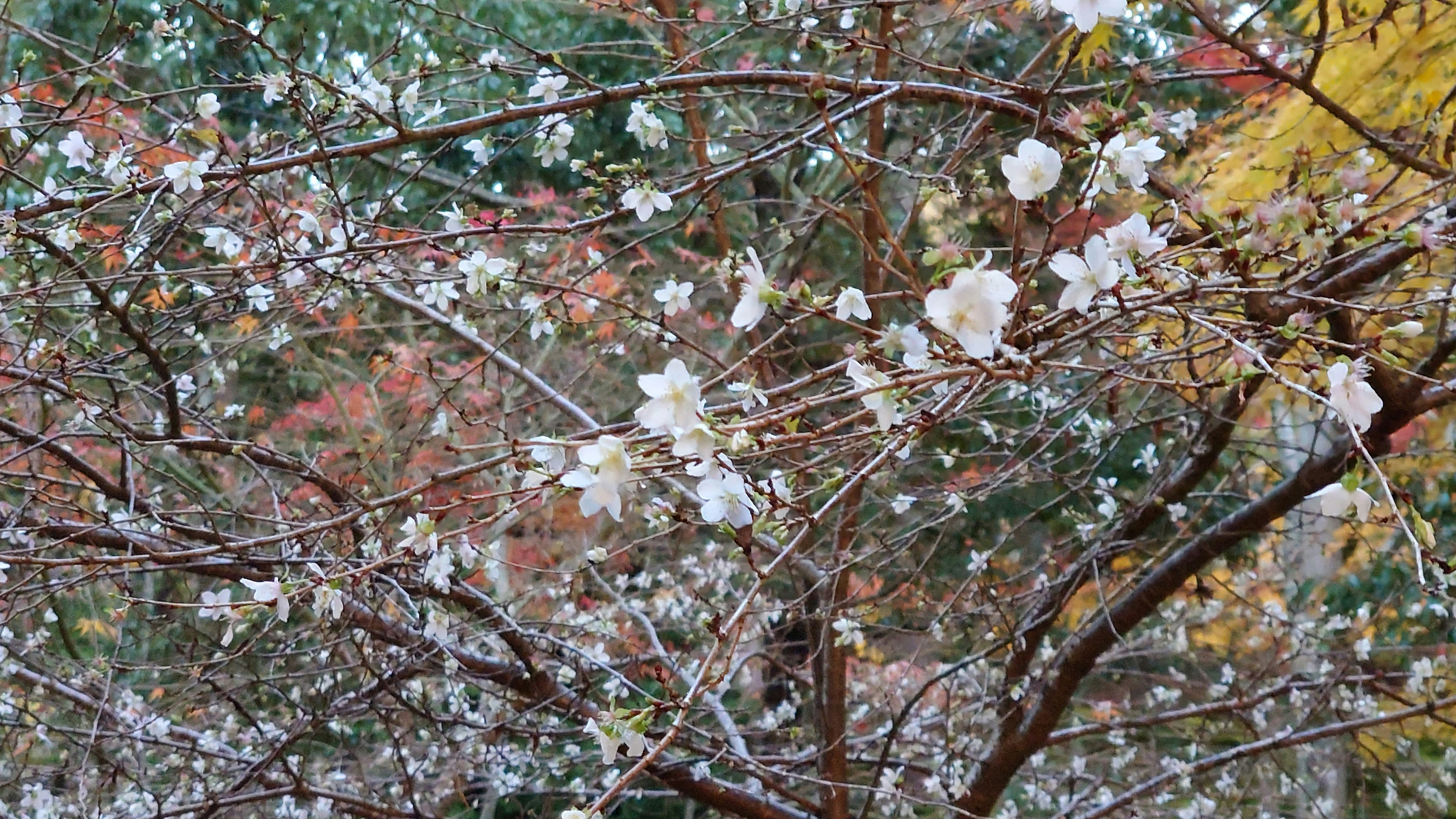 西明寺の不斷桜が咲き誇る枝ぶりの風景