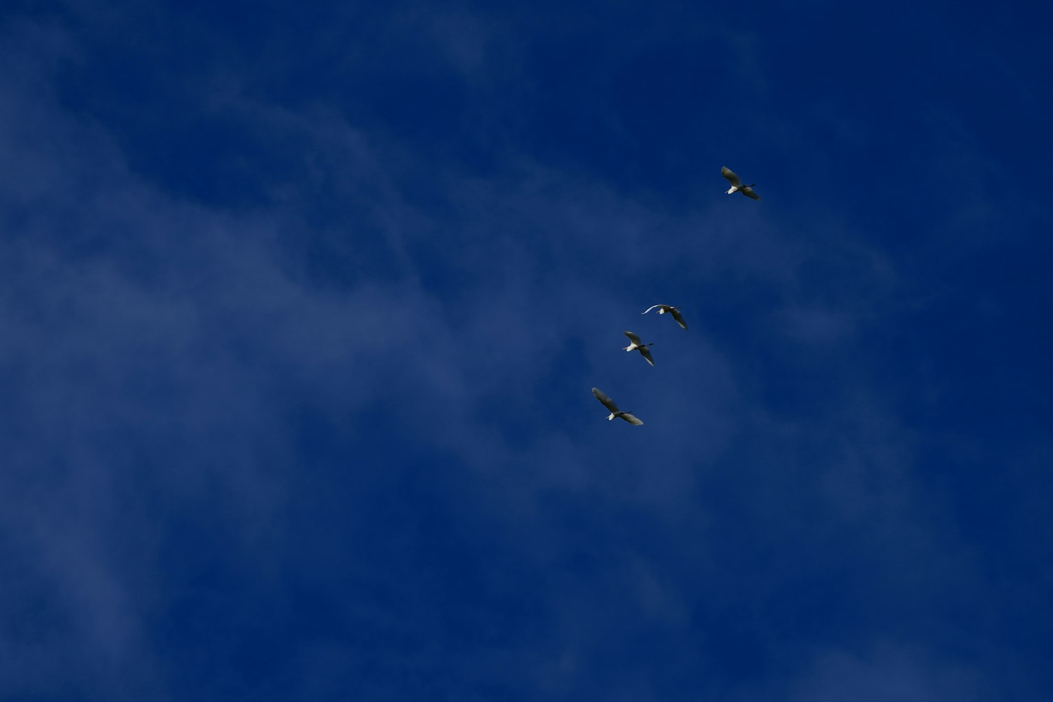 Un grupo de pequeños pájaros volando contra un cielo azul