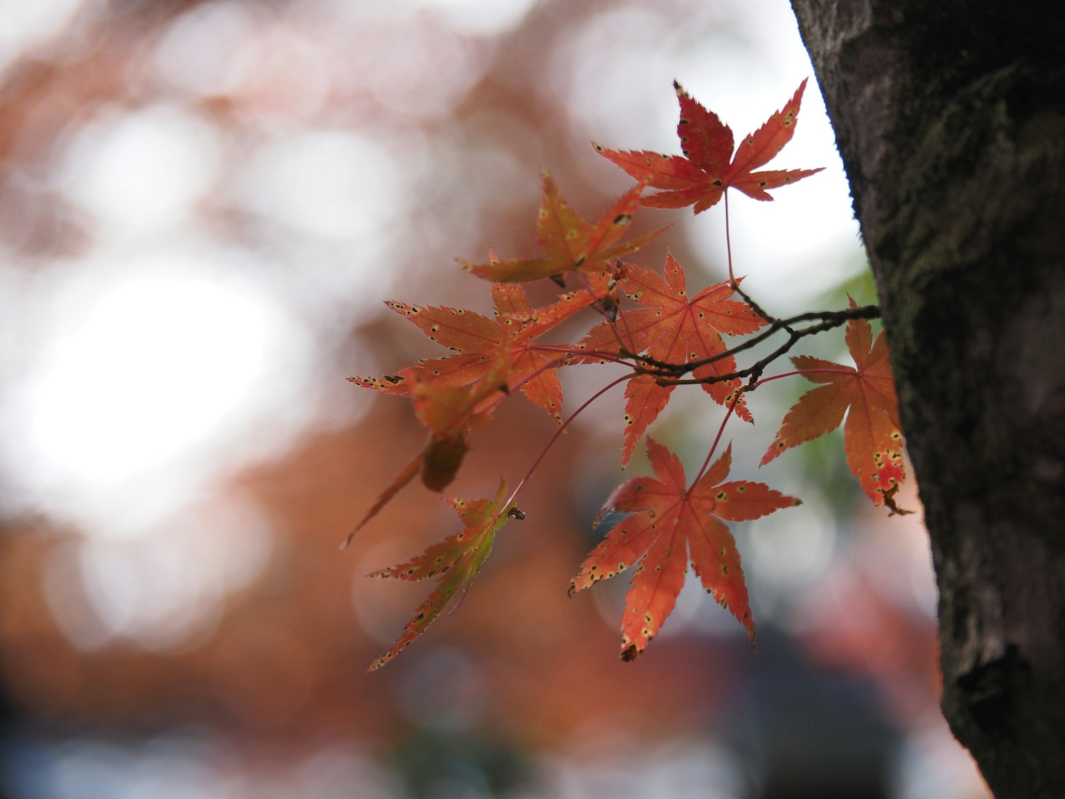 Feuilles d'érable rouges sur une branche illustrant le paysage d'automne