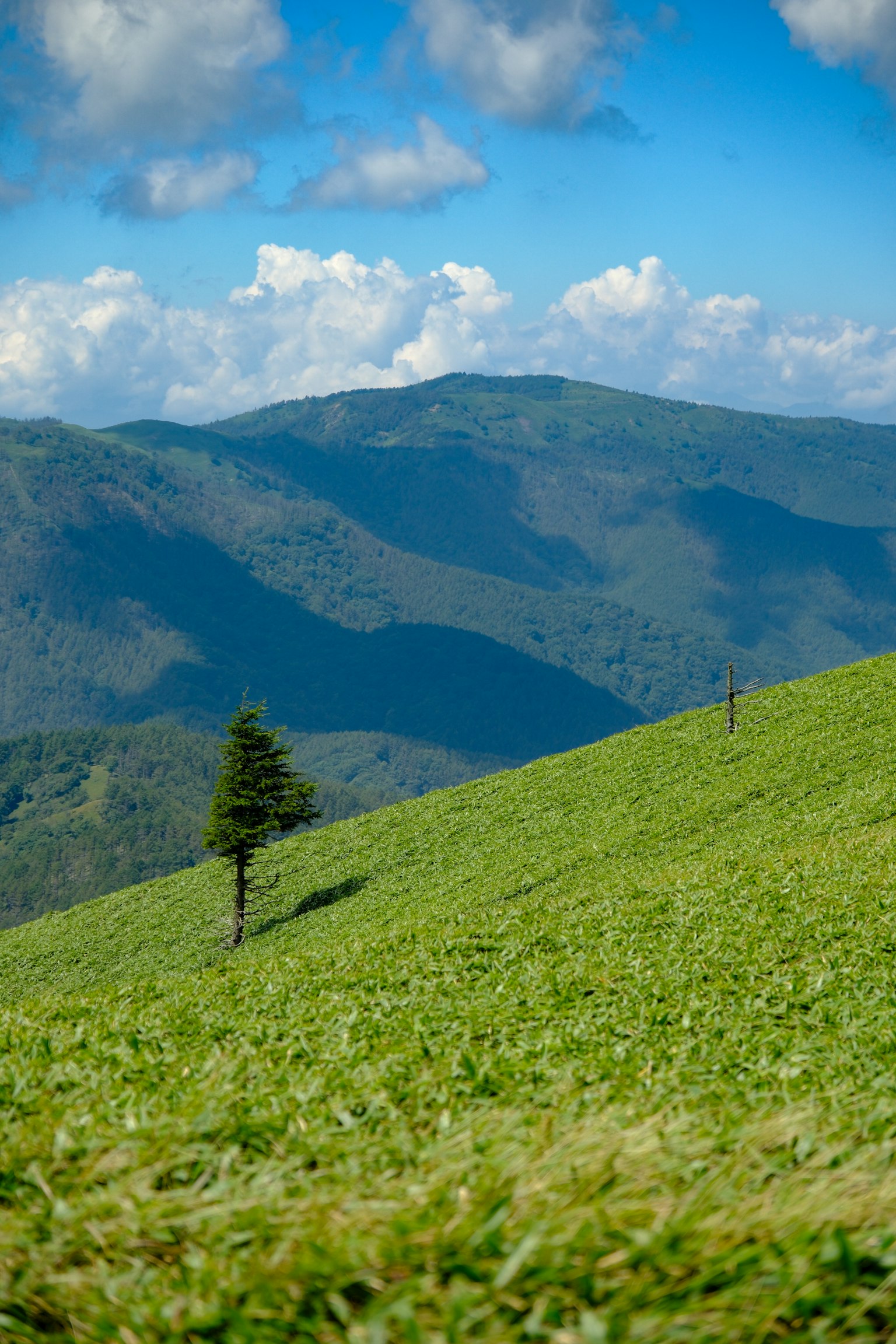 푸른 하늘 아래 초록 언덕에 서 있는 나무 하나