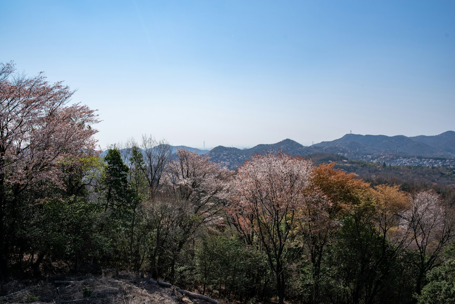 Scenic view of mountains with cherry blossom trees and autumn foliage