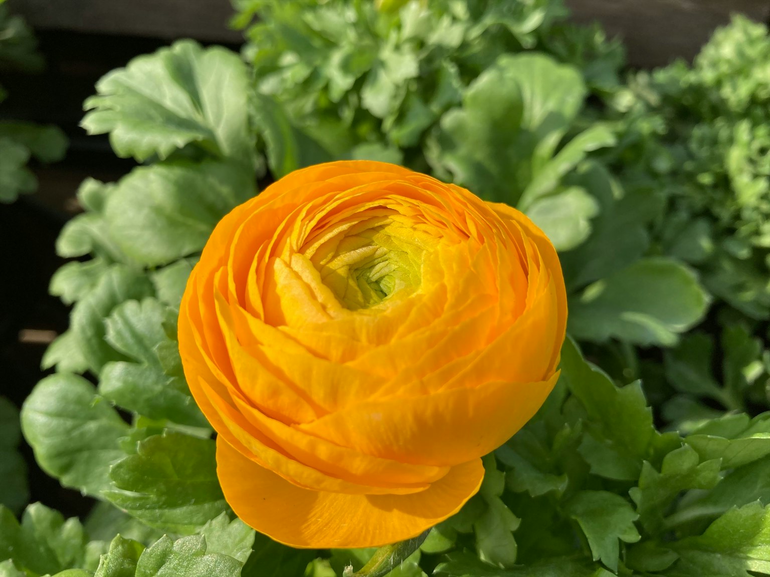 Flor de ranúnculo amarillo vibrante rodeada de hojas verdes