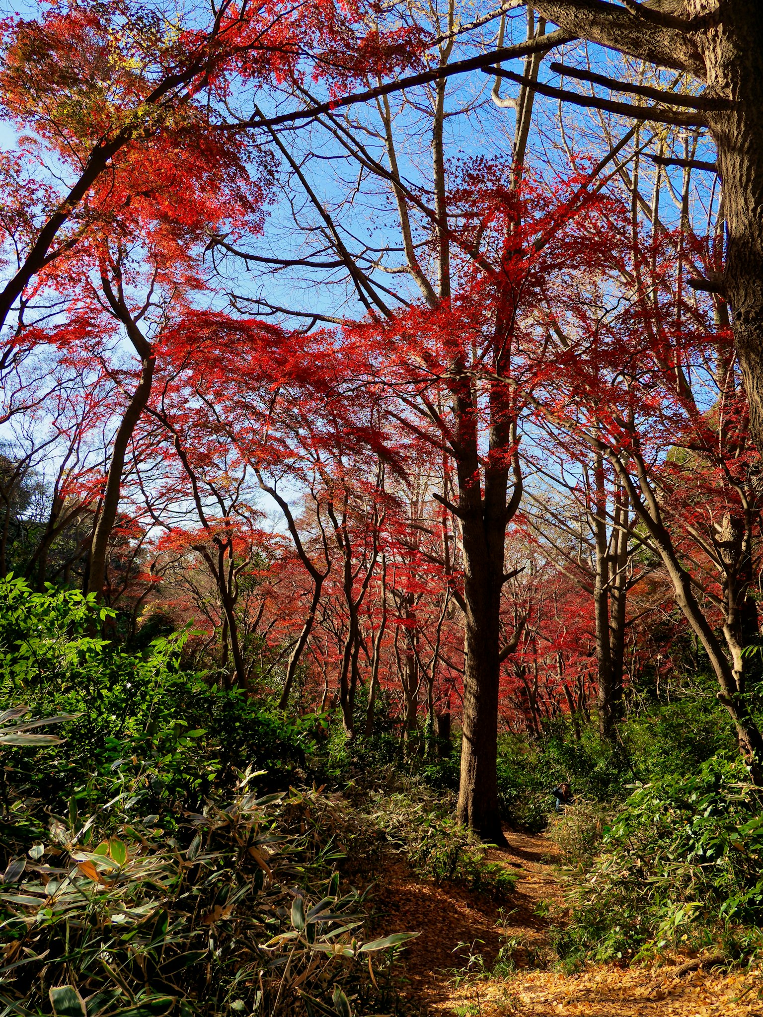 Un sentiero in una foresta fiancheggiato da foglie autunnali e foglie rosse vivaci sotto un cielo blu chiaro