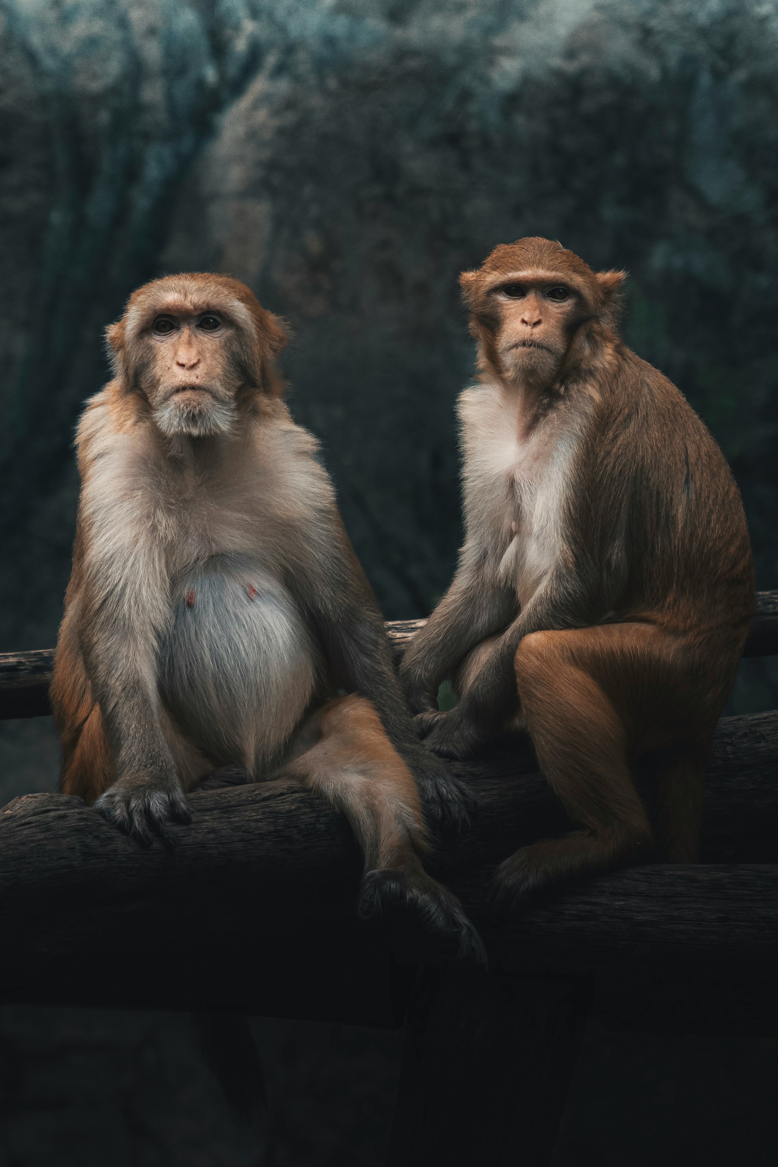 Dua monyet duduk di atas batang kayu dalam suasana tenang