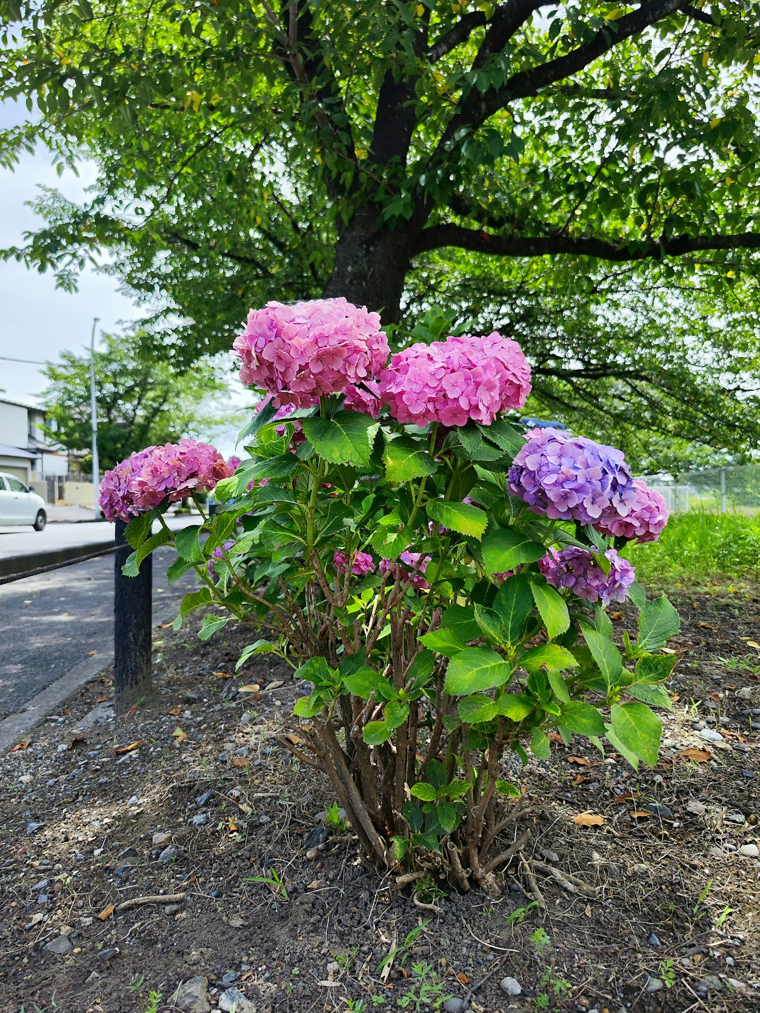 Un arbusto de hortensias con flores rosas y moradas junto a un árbol