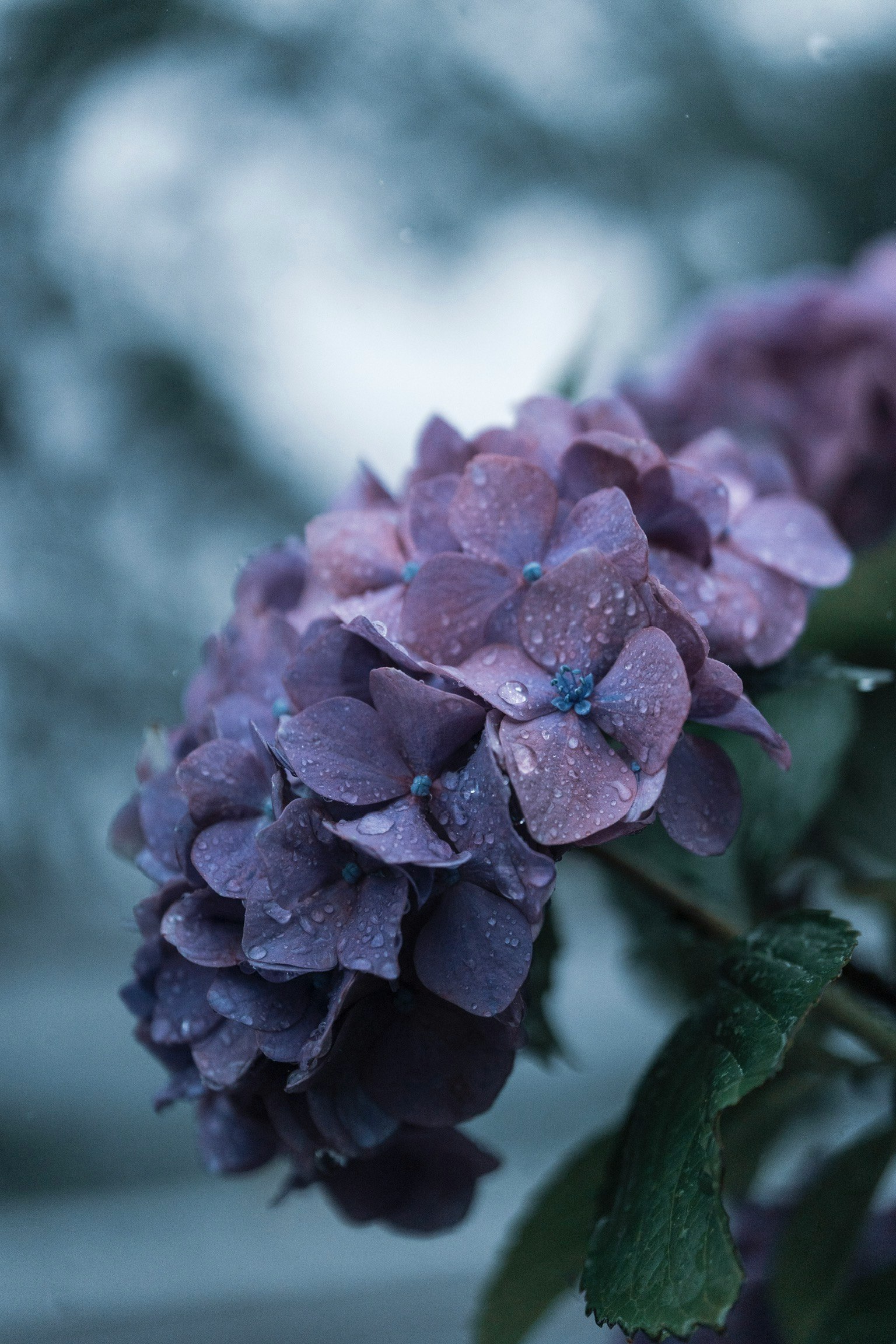 Close-up of purple hydrangea petals with droplets of water
