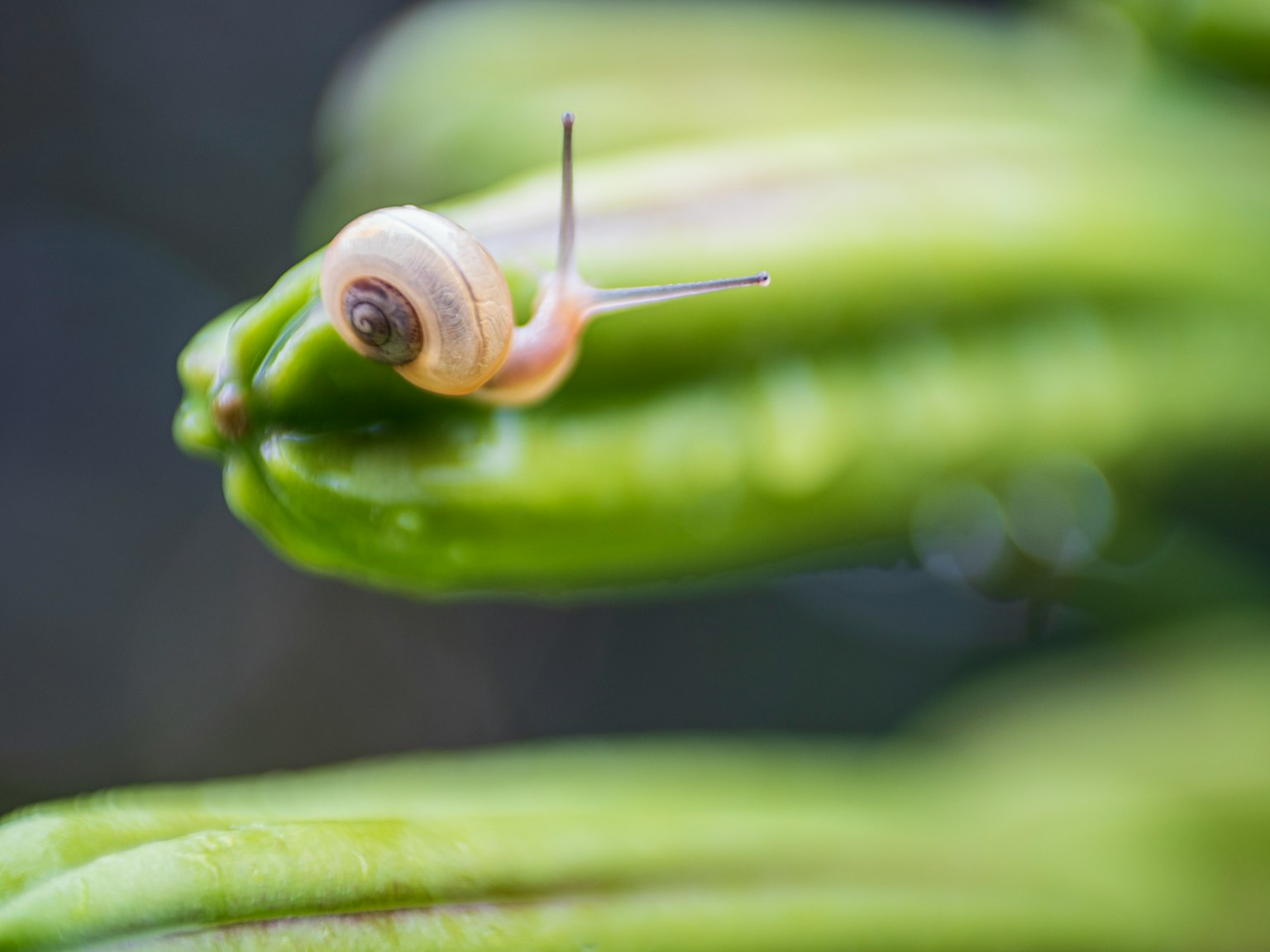 Primo piano di una piccola lumaca su foglie di piante verdi
